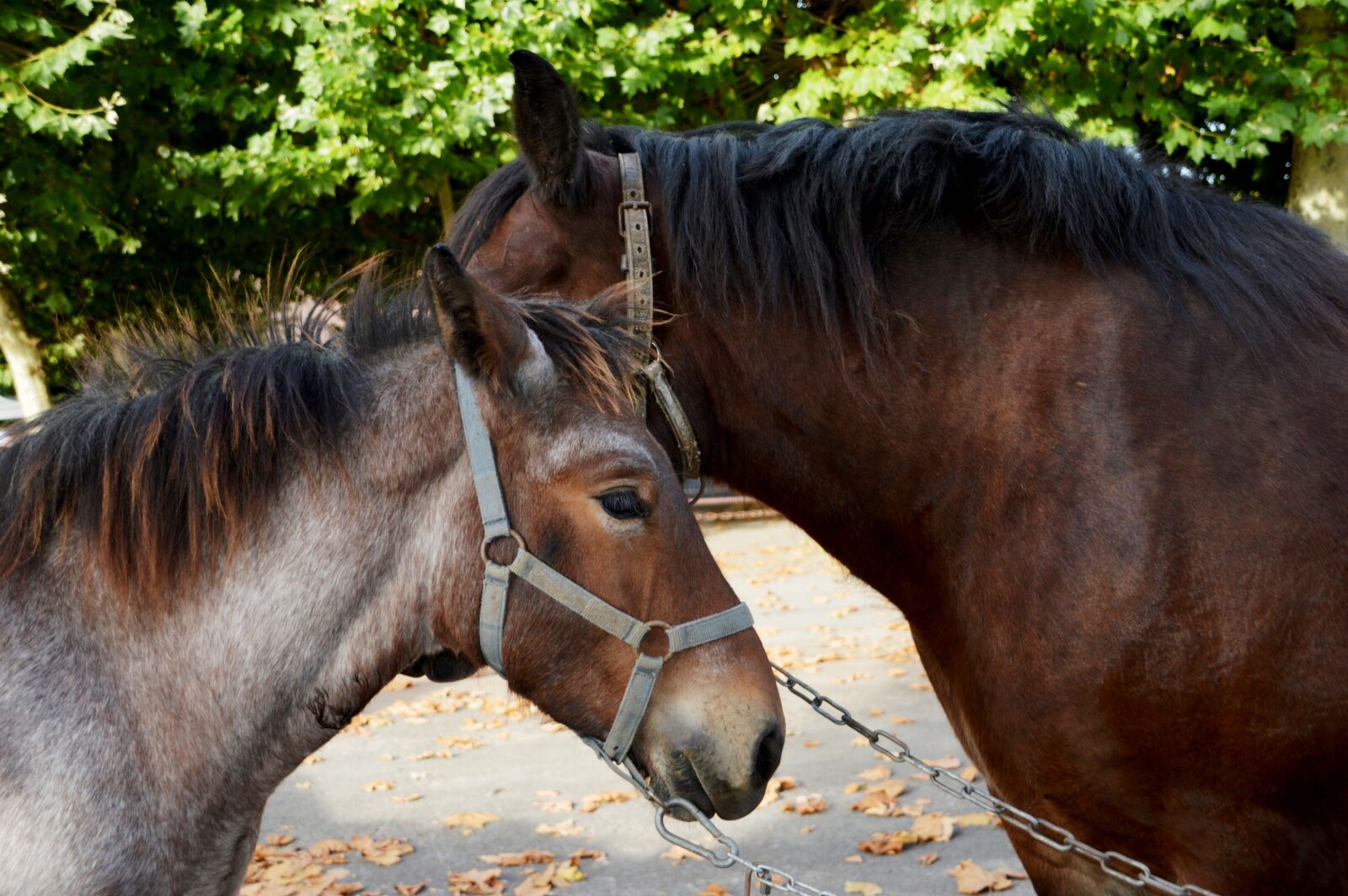 Nikon D3200 sample photo. Animal, horse, mammals photography