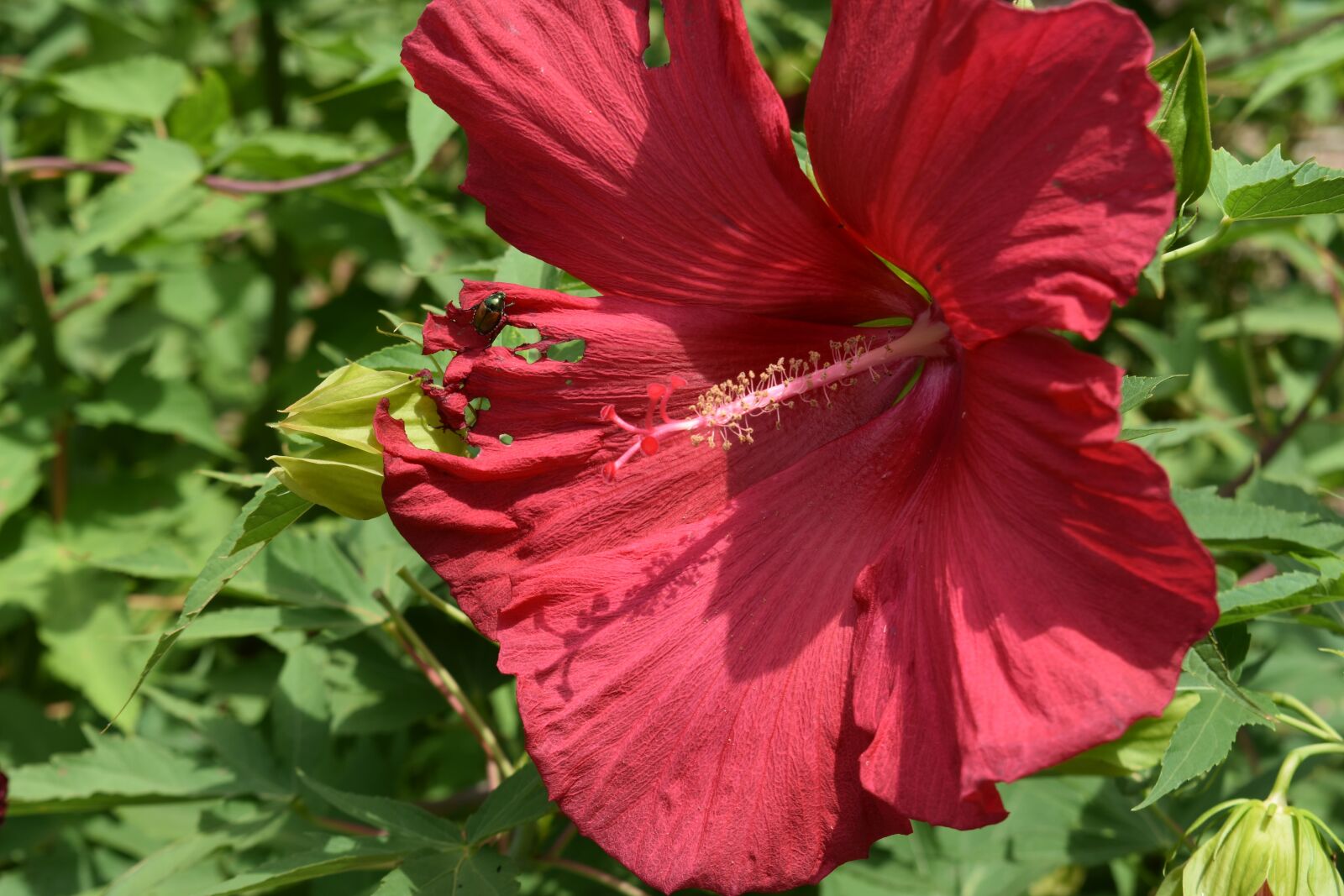 Nikon D3400 sample photo. Flower, red, bloom photography