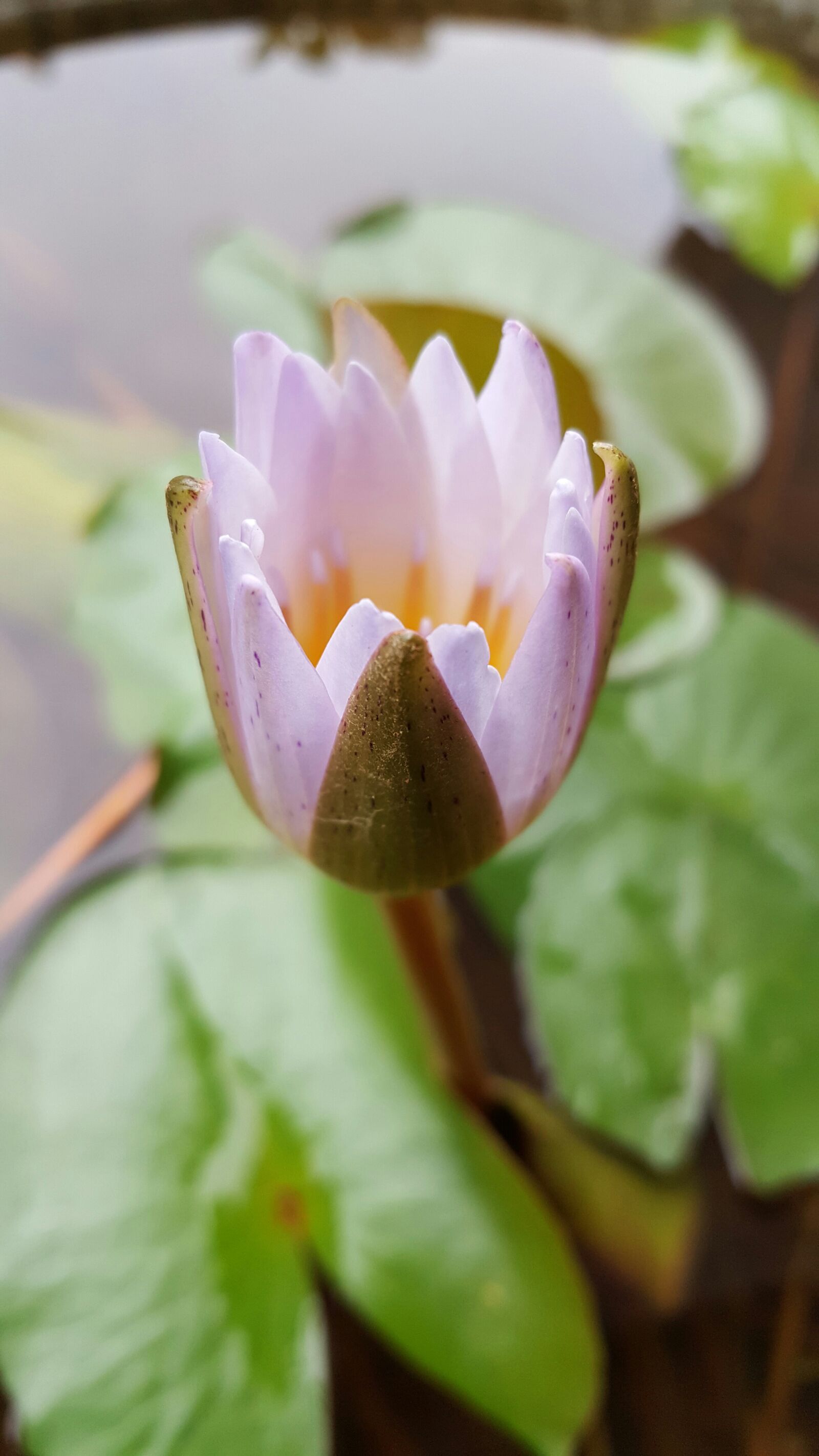 Samsung Galaxy Note5 sample photo. Lotus, lavender, natural photography