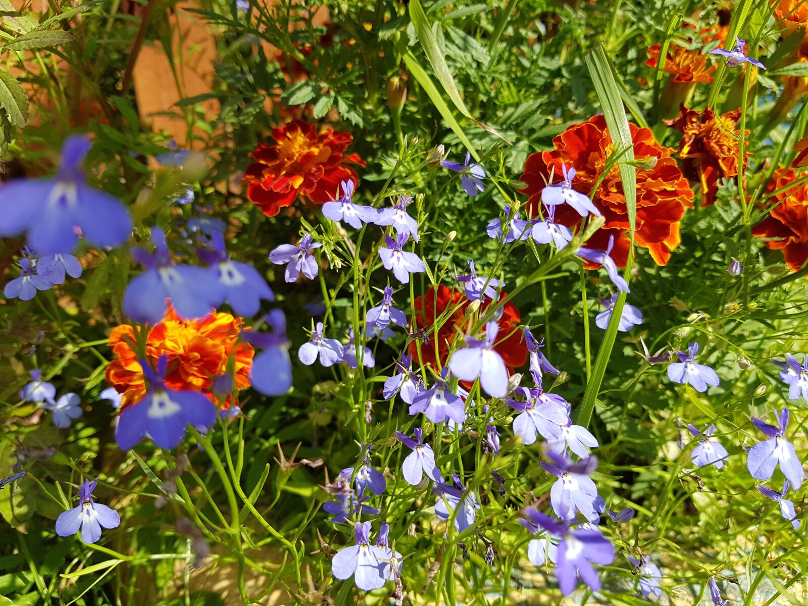 Samsung Galaxy S7 sample photo. Flowers, garden, summer photography