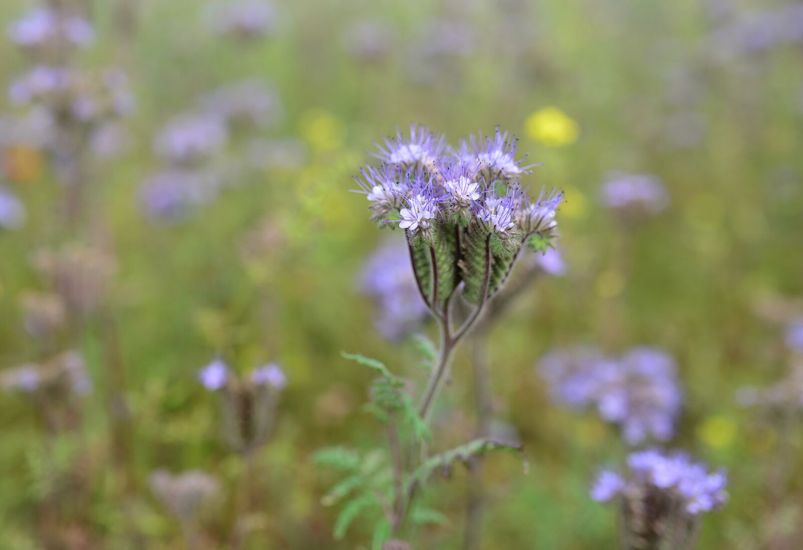Nikon D610 sample photo. Phacelia, bees, field flowers photography
