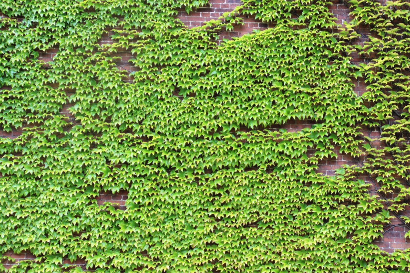 Canon EOS 7D Mark II sample photo. Bricks, garden, green, grow photography
