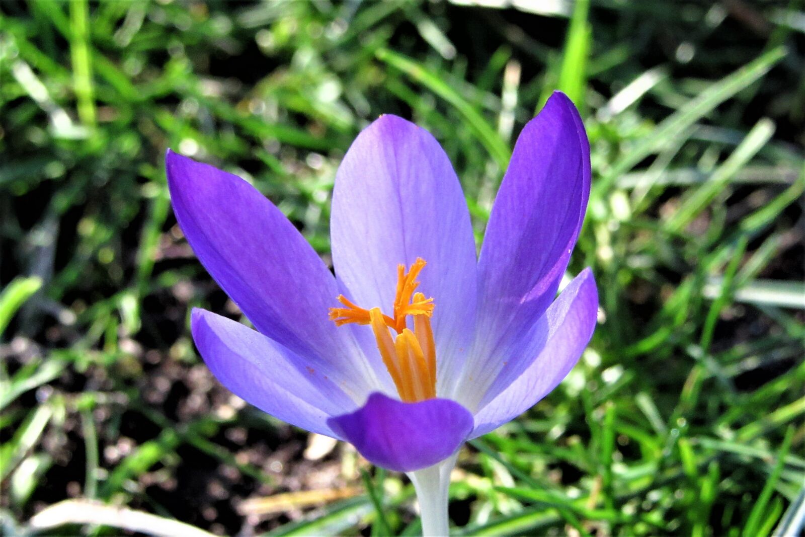 Canon PowerShot SX610 HS sample photo. Crocus, spring, bloom photography