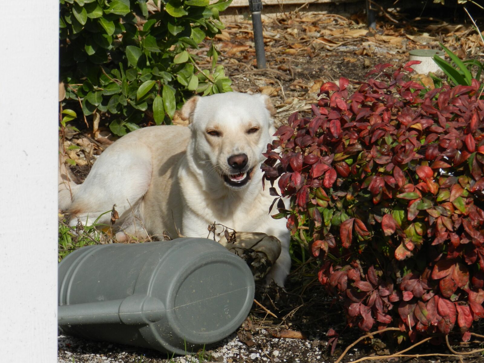 Nikon Coolpix P500 sample photo. Dog, white labrador, happy photography