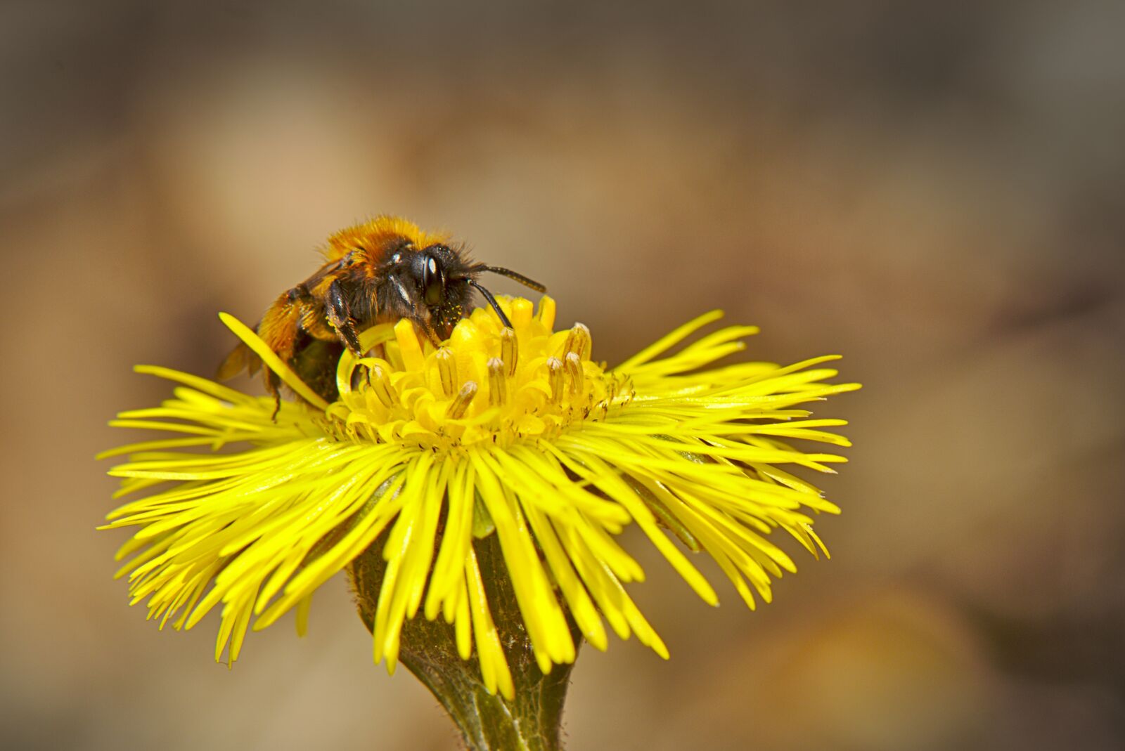 Canon EOS M5 sample photo. Bee, spring, flower photography