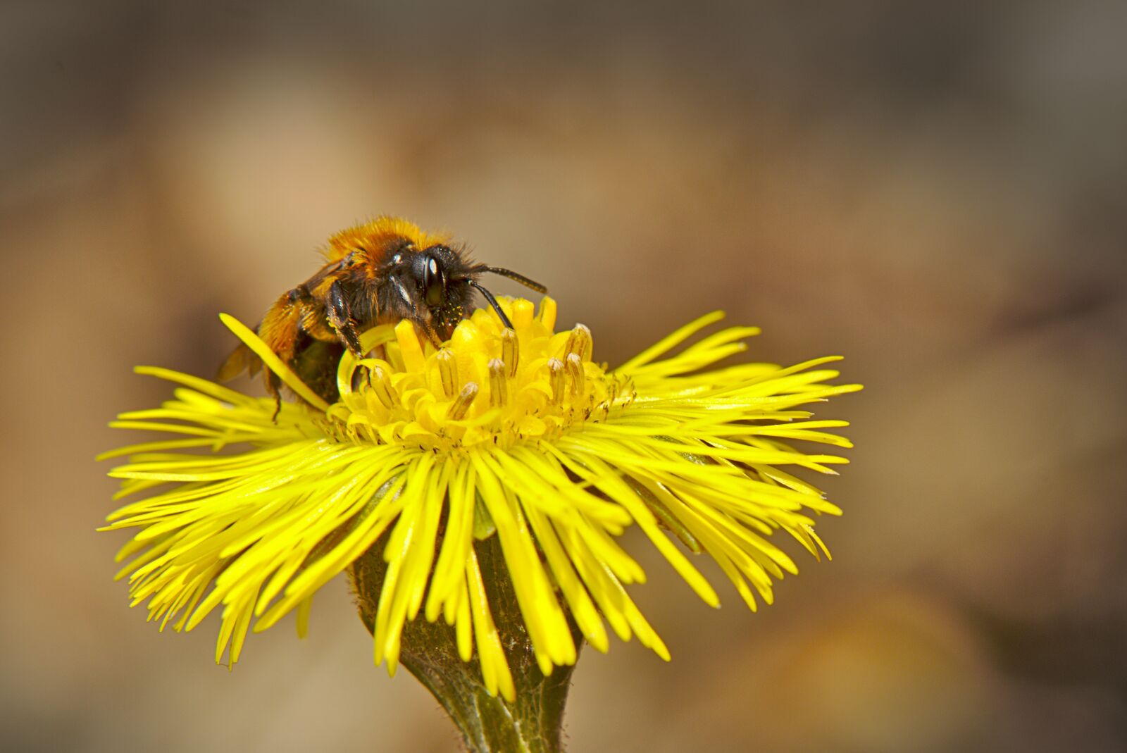 Canon EOS M5 + Canon EF-M 18-150mm F3.5-6.3 IS STM sample photo. Bee, spring, flower photography