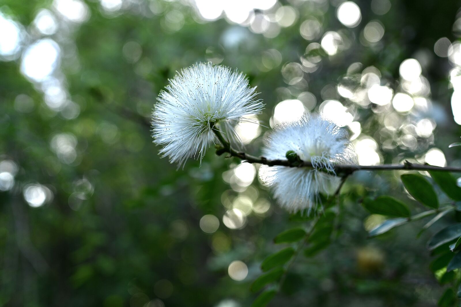 Nikon Nikkor Z 35mm F1.8 S sample photo. Flower, white, calliandra photography
