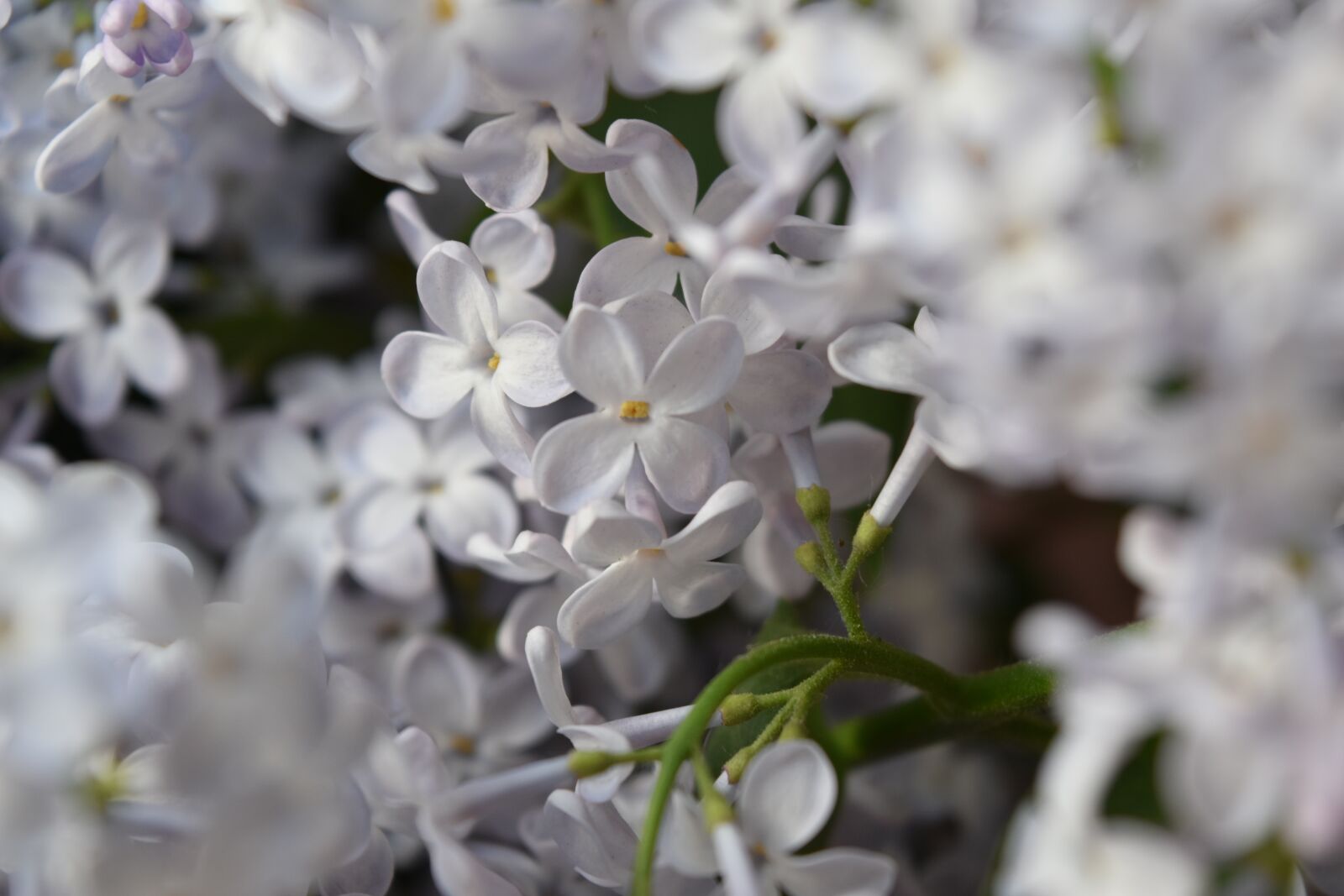 Nikon D5600 sample photo. Lilac, flower, spring photography