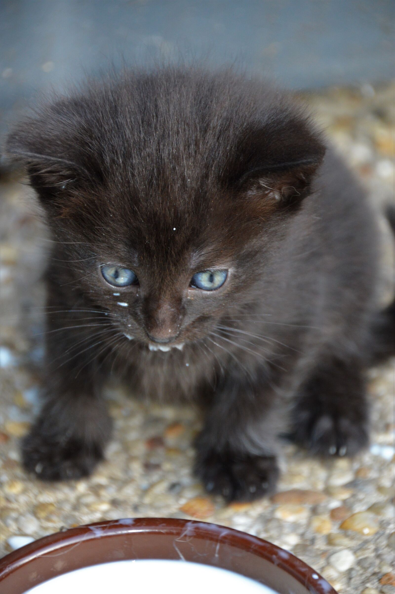 Nikon D3200 sample photo. Animal, kitten, mammal photography