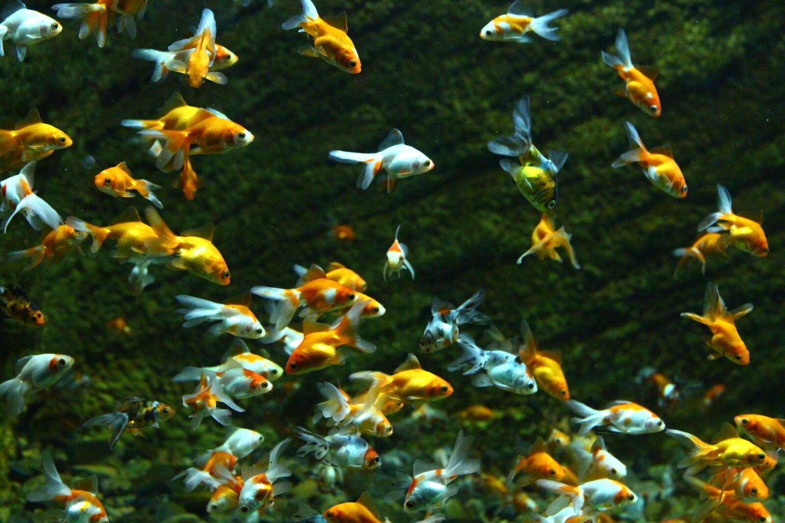 Canon EOS 650D (EOS Rebel T4i / EOS Kiss X6i) sample photo. Fish, goldfish, aquarium photography
