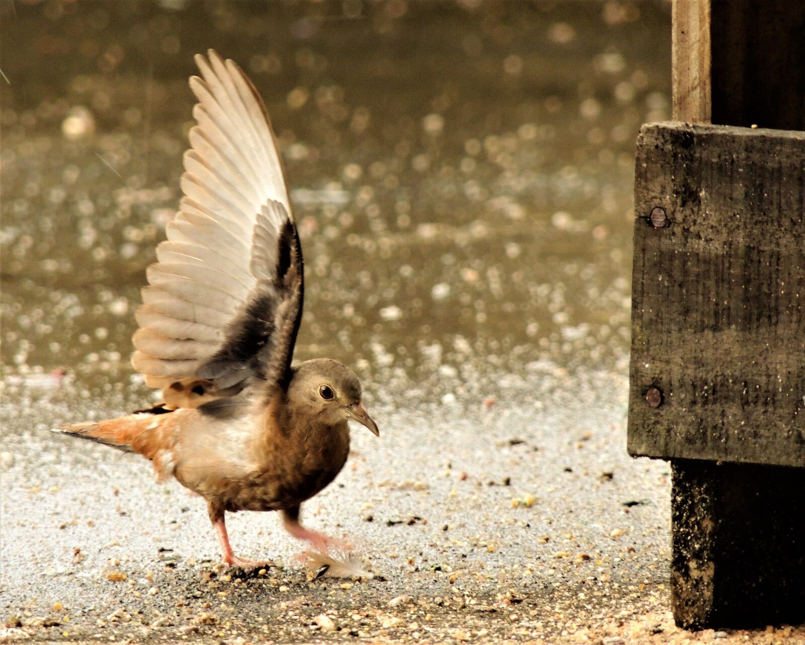 Nikon Coolpix P510 sample photo. Ruddy ground dove, weasels photography