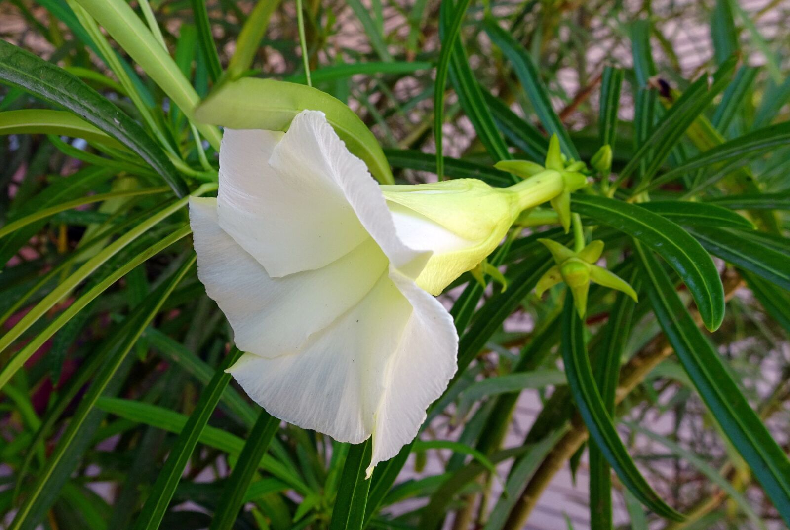 Sony Cyber-shot DSC-HX90V sample photo. Flower, oleander, white photography