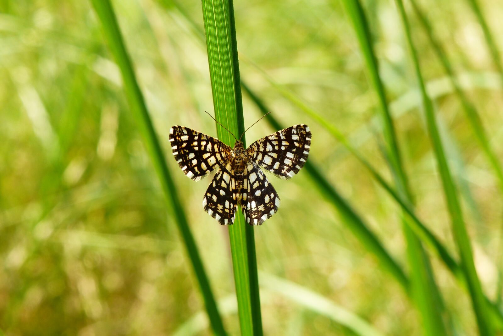 Panasonic Lumix DMC-FZ200 sample photo. Animals, invertebrates, insect photography
