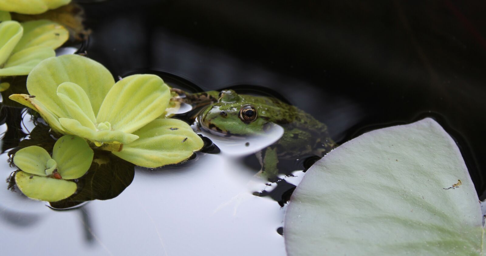 Canon EOS 1200D (EOS Rebel T5 / EOS Kiss X70 / EOS Hi) sample photo. Frog, pond, water photography