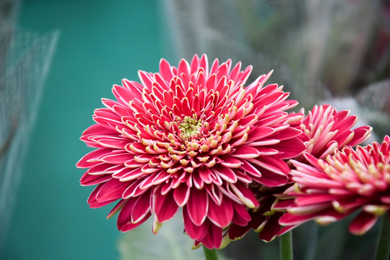 Nikon D5300 sample photo. Flower, chrysanthemum, close-up photography