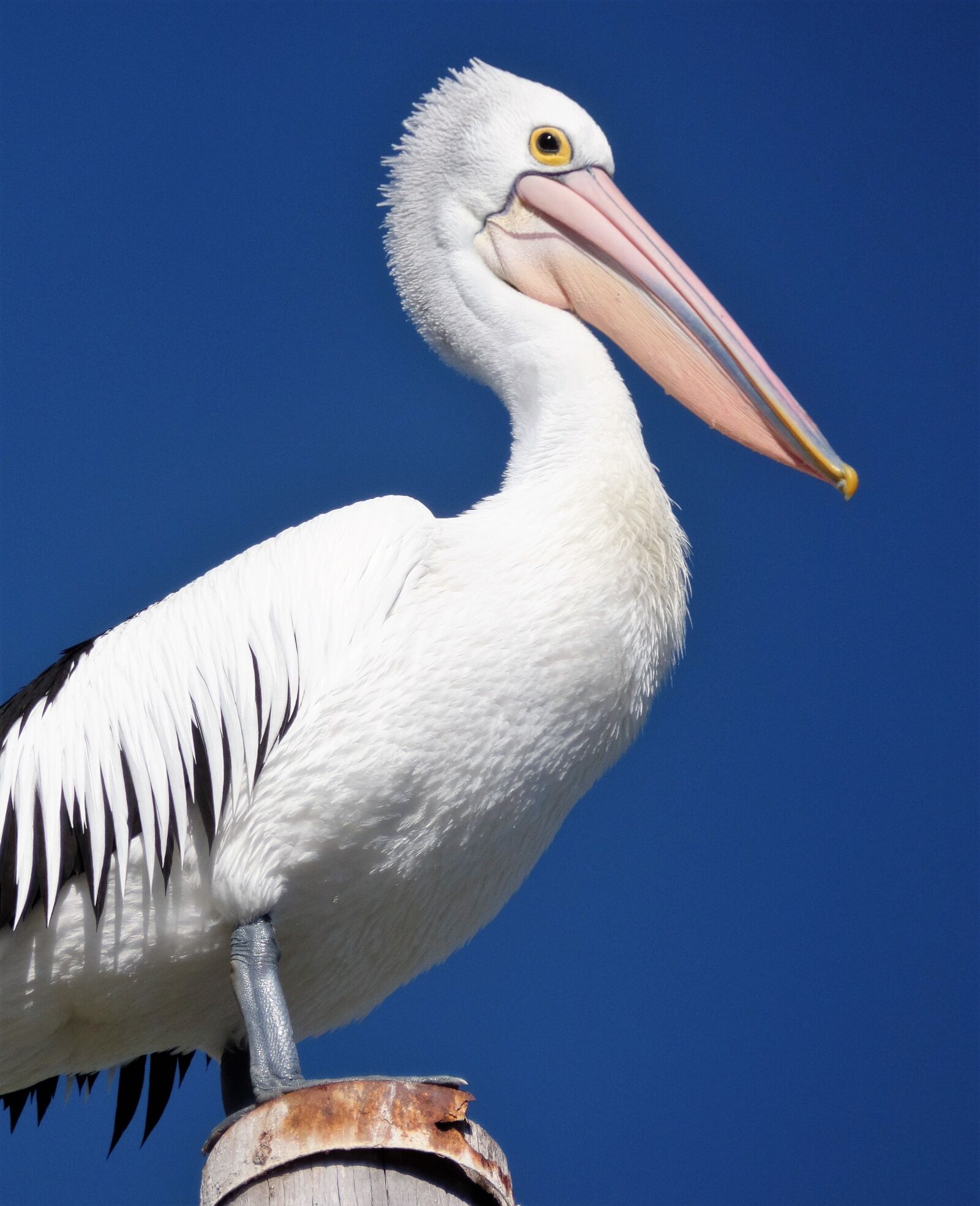 Samsung WB350F/WB351F/WB352F sample photo. Pelican, bird, nature photography