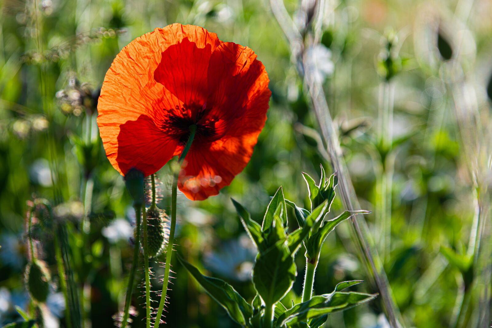 Nikon Z7 sample photo. Poppy, poppy flower, backlighting photography