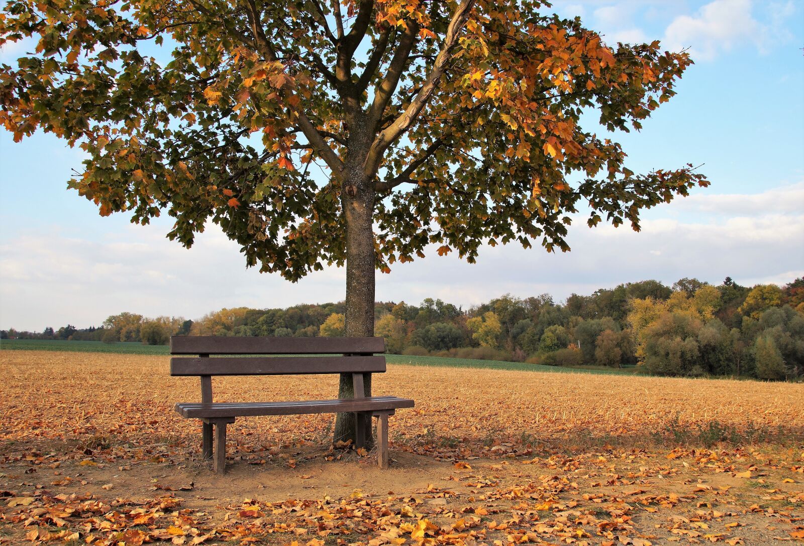 Sony SLT-A58 sample photo. Bench, abandoned, field photography