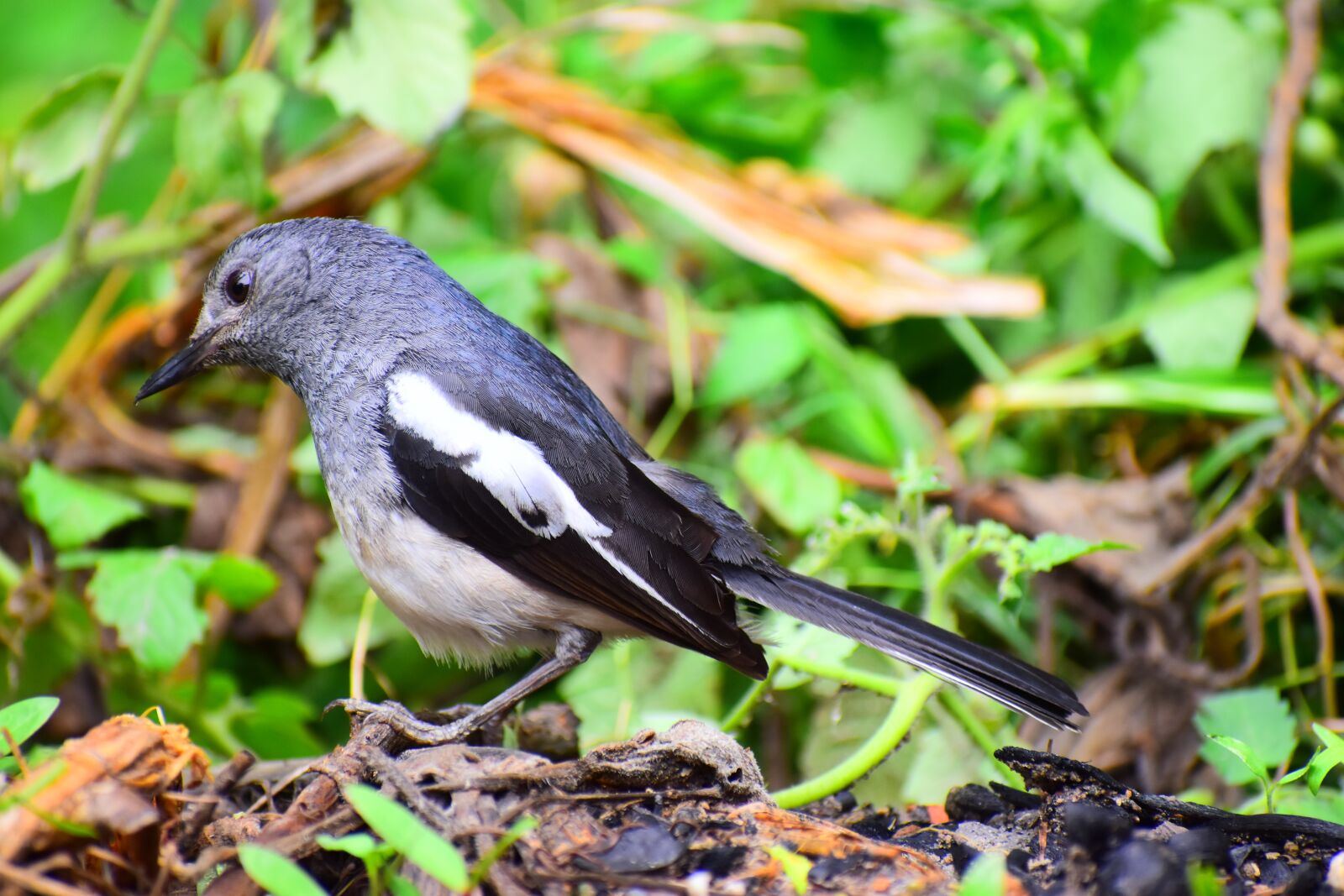 Nikon D5600 sample photo. Nature, wildlife, bird photography