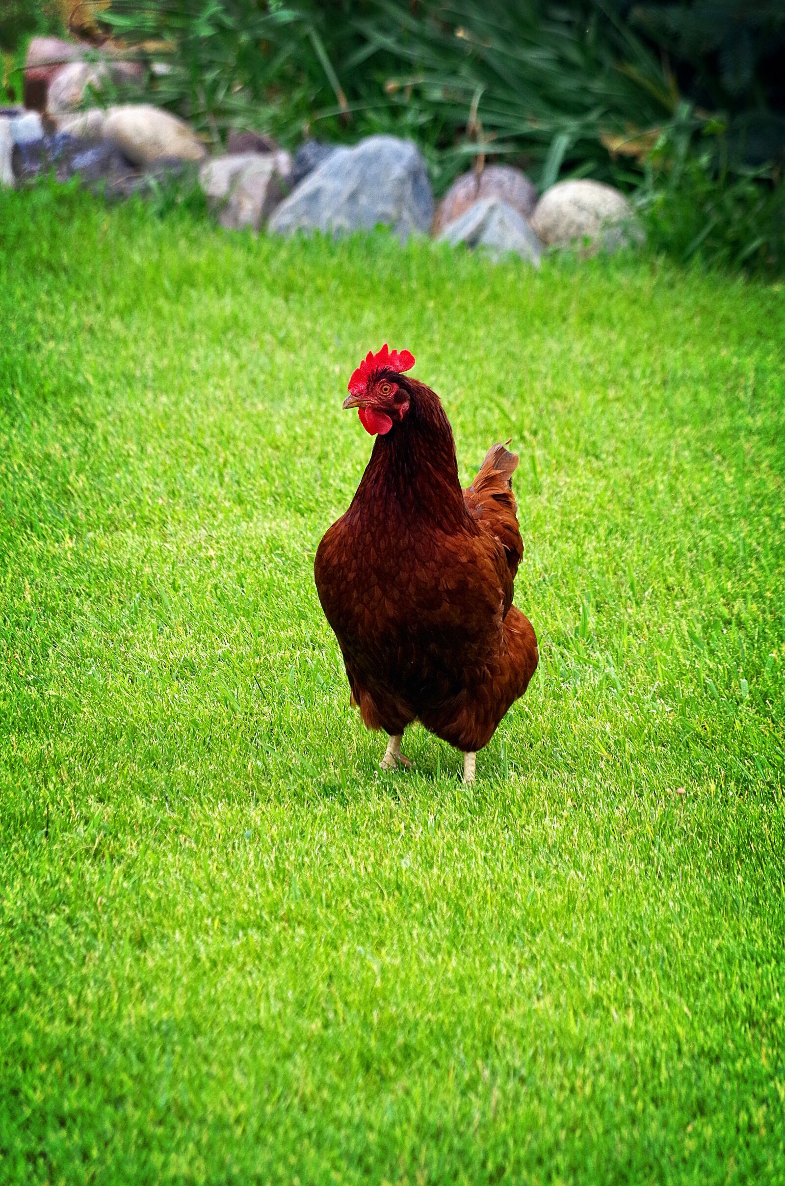Pentax K-50 sample photo. Rooster, chicken, bird photography