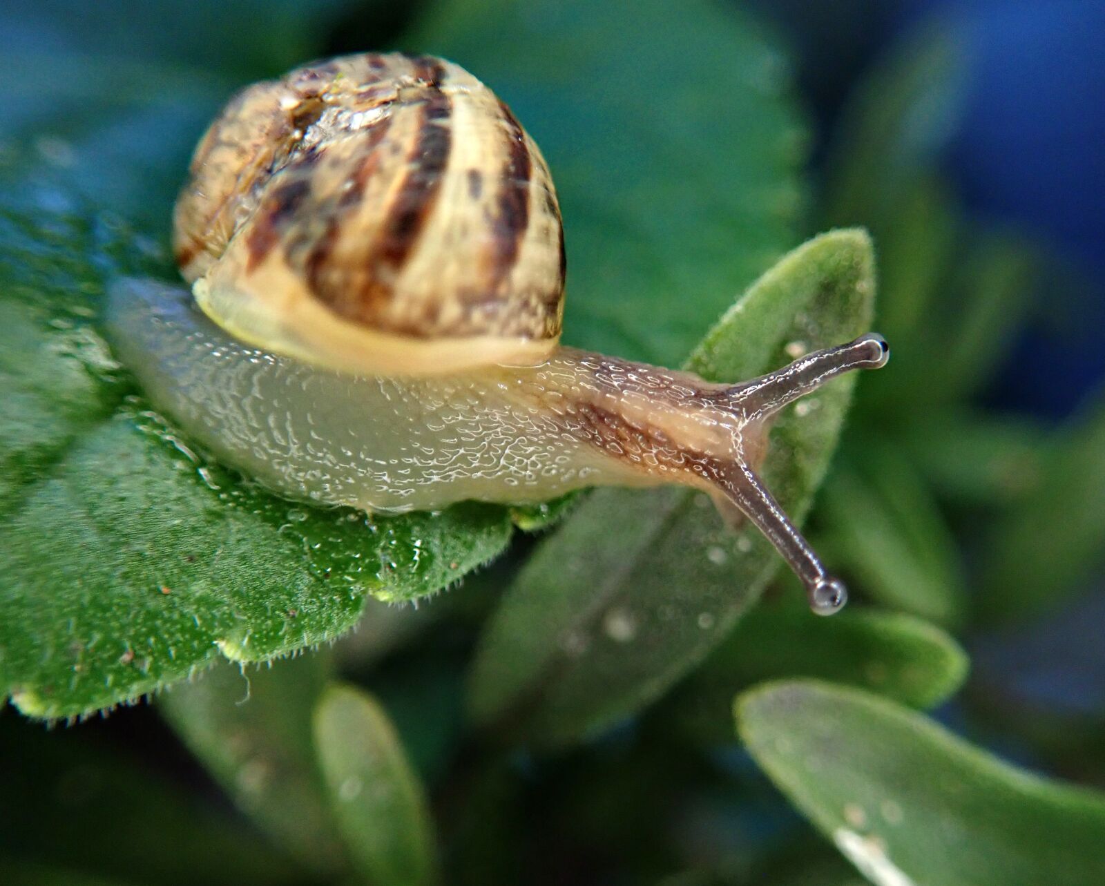 Olympus TG-5 sample photo. Snail, insect, pest photography