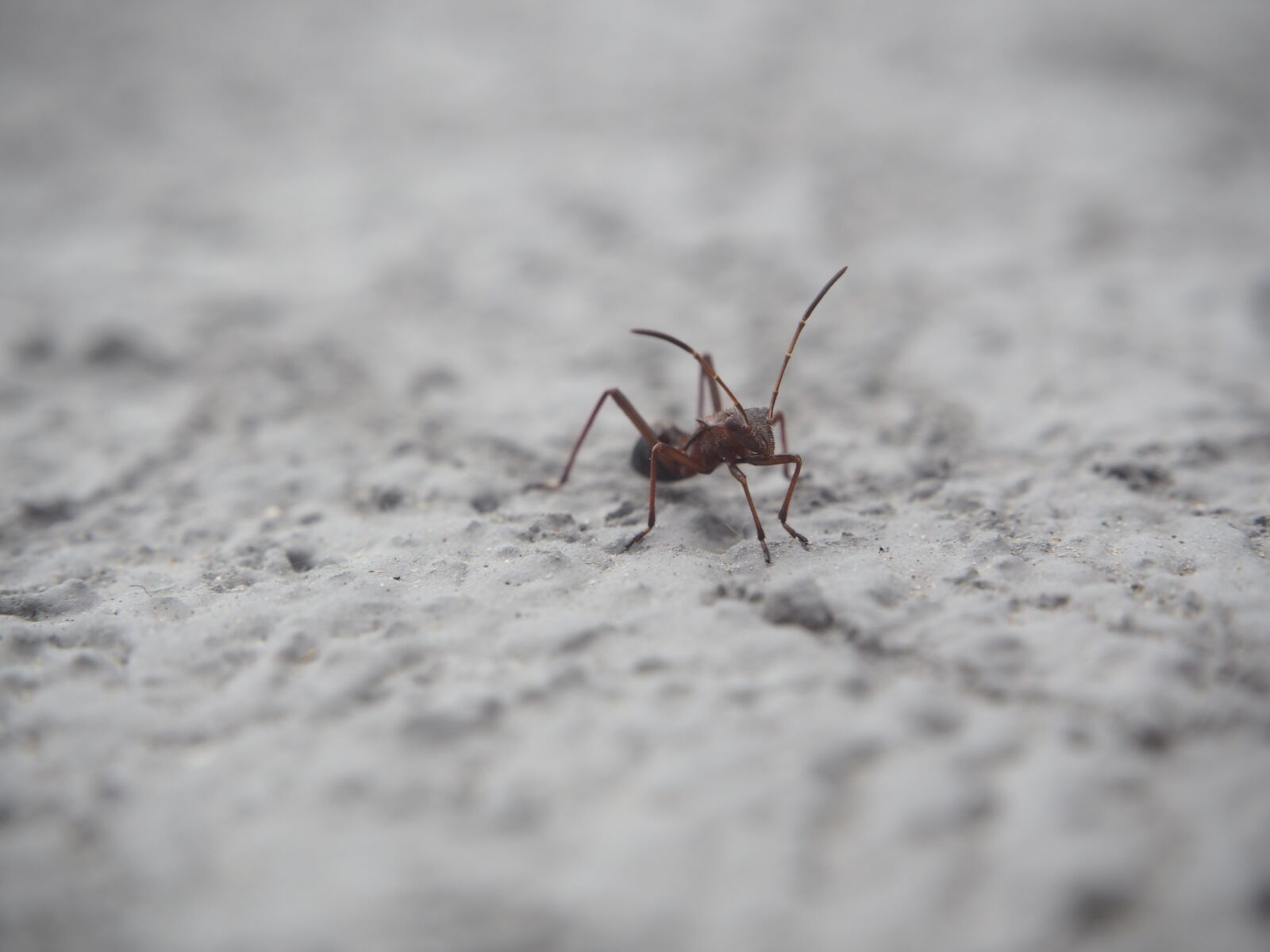 Olympus PEN E-PL7 sample photo. Insect, nature, beetle photography