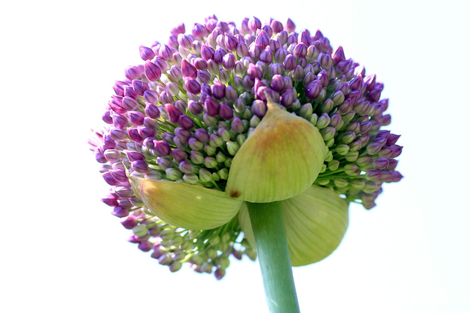 Canon EOS 7D sample photo. Ornamental onion, leek greenhouse photography