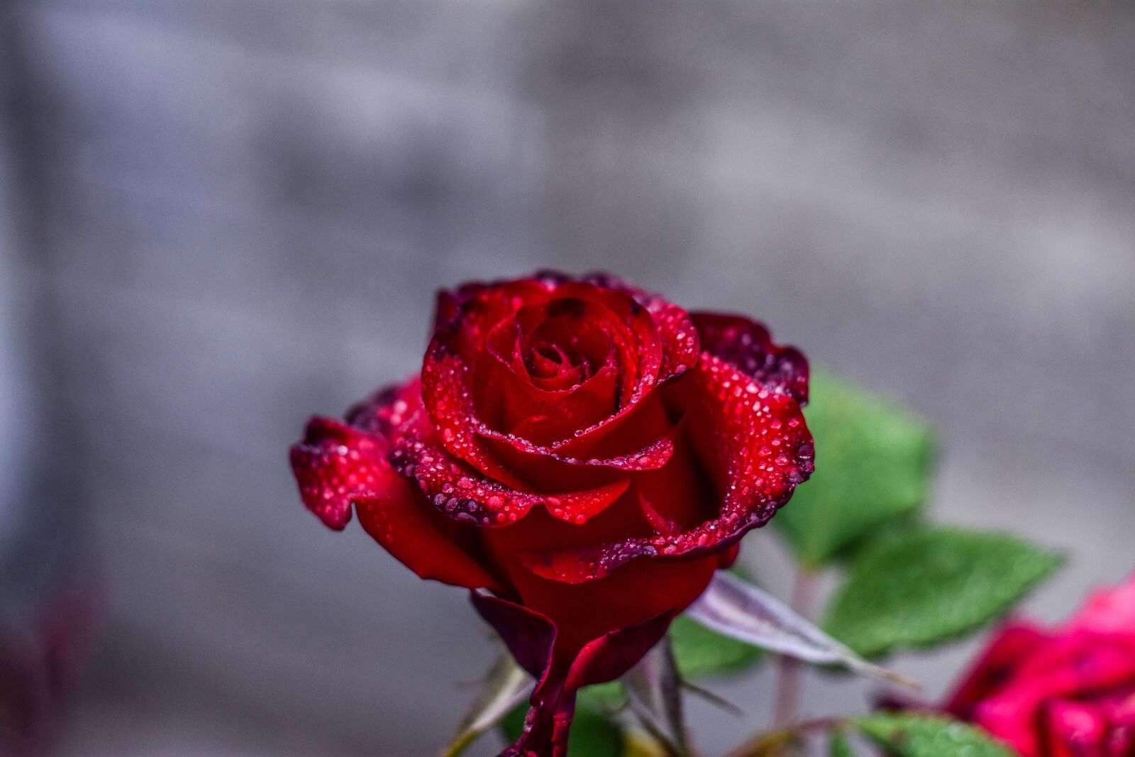 Nikon D3400 sample photo. Red rose, flower, beauty photography
