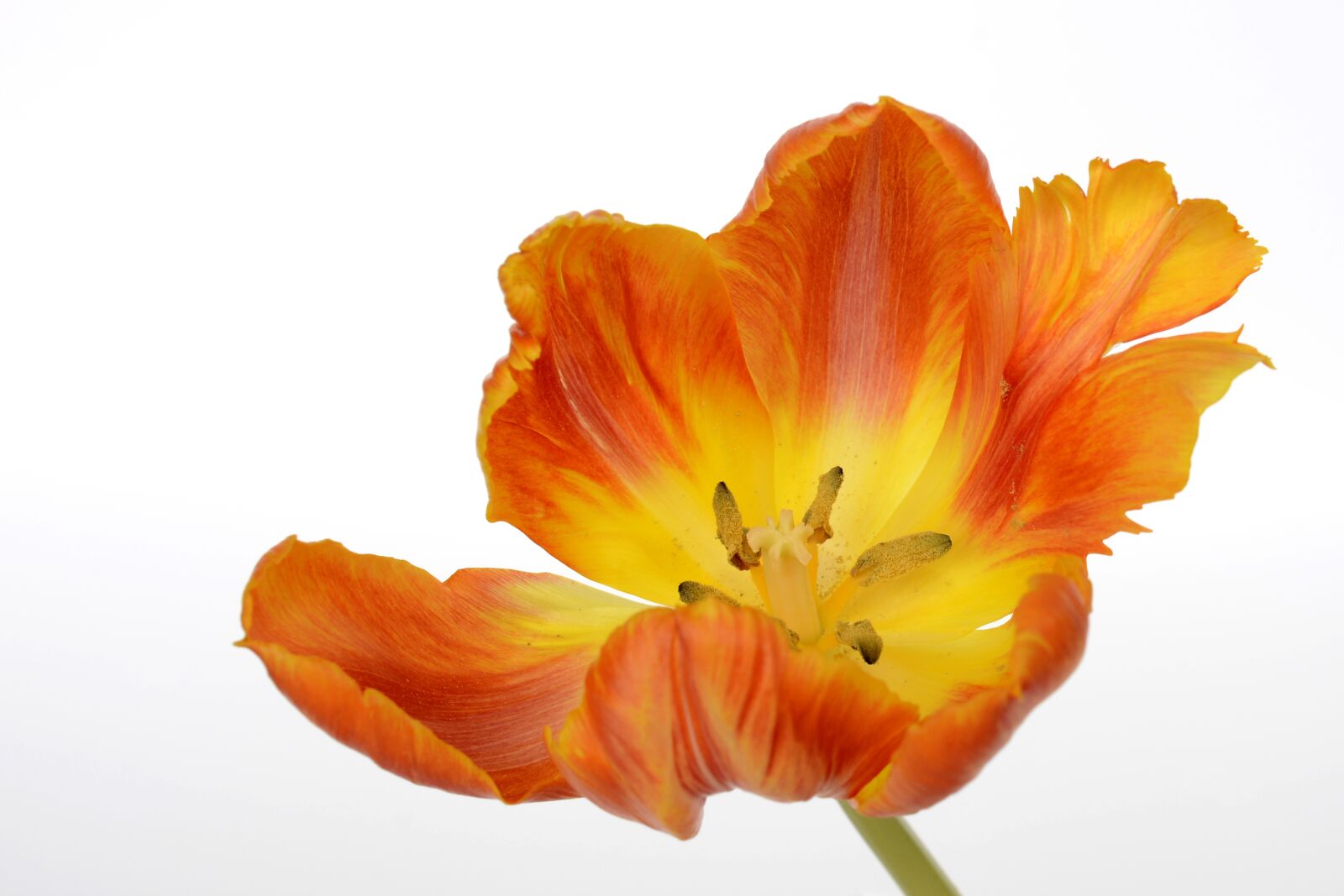 Nikon D7100 sample photo. Tulips, flowers, spring photography