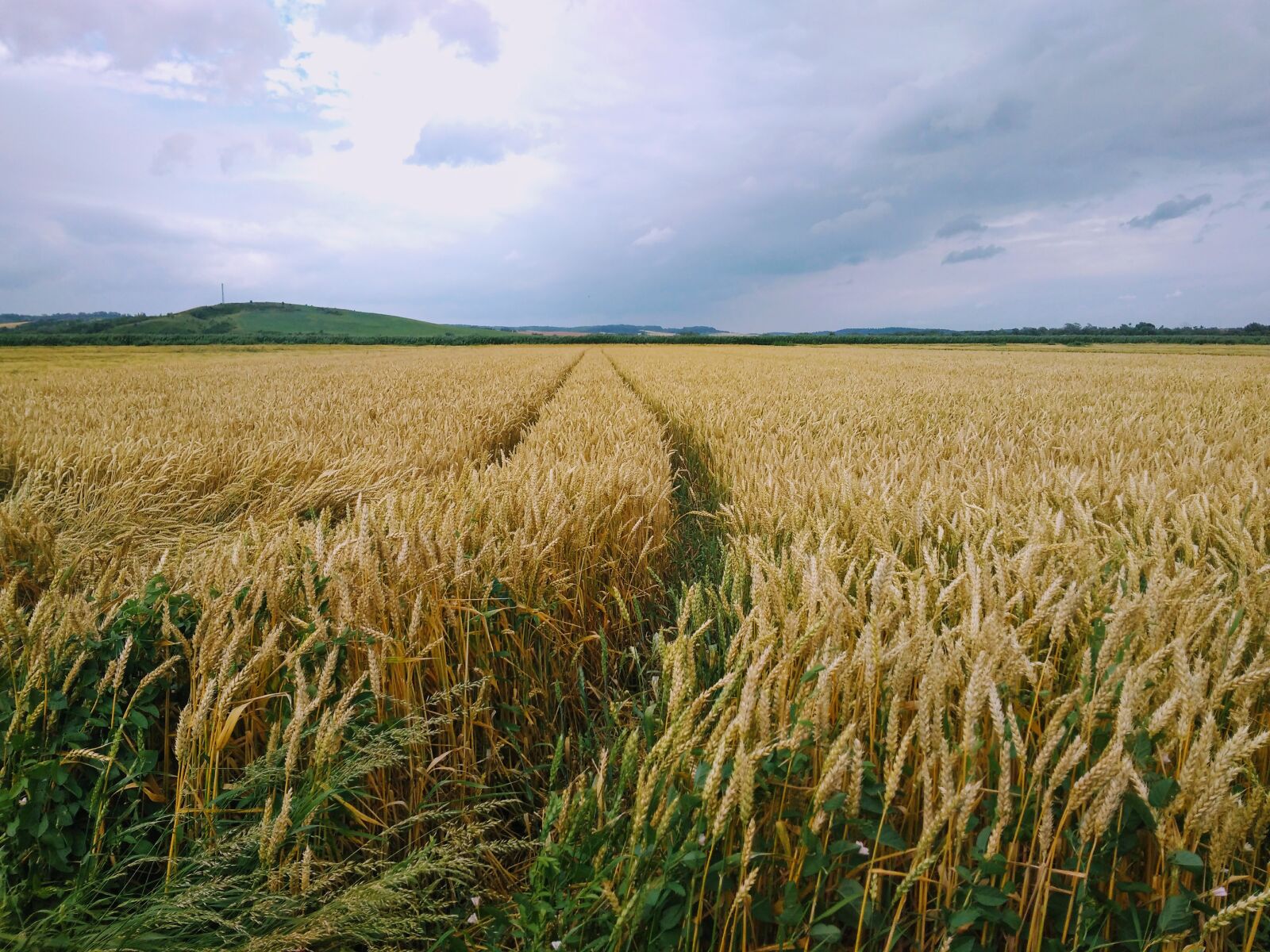 Xiaomi Redmi 4A sample photo. Field, corn, summer photography