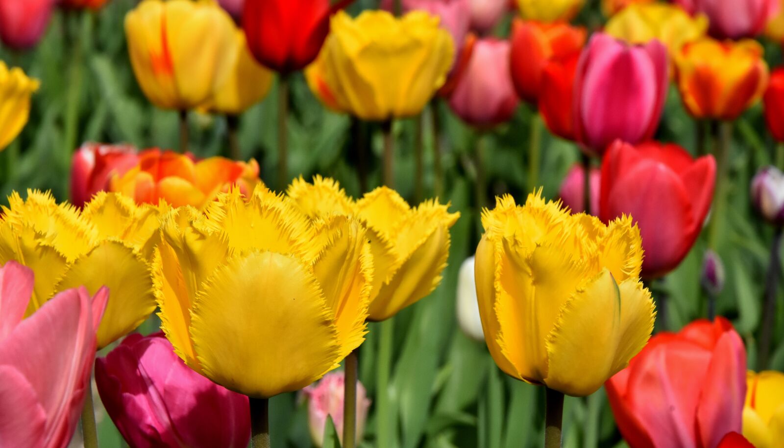 Nikon D7200 sample photo. Tulips, flowers, colorful photography