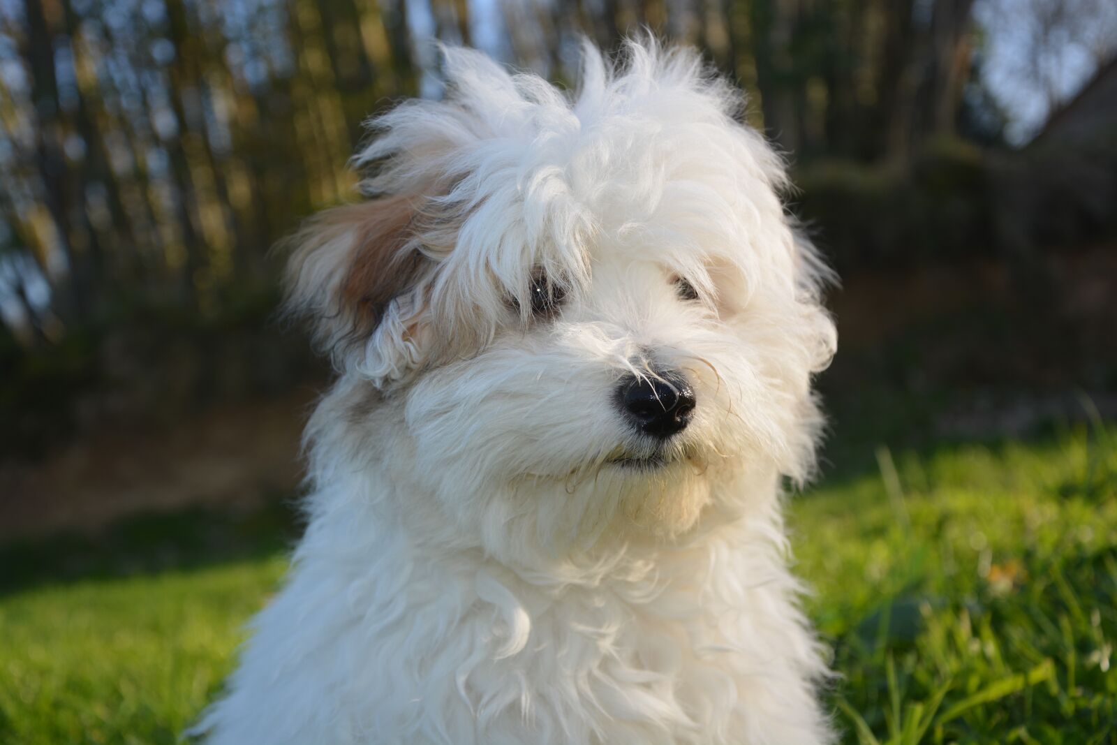 Nikon D5200 sample photo. Dog, puppy, cotton tulear photography