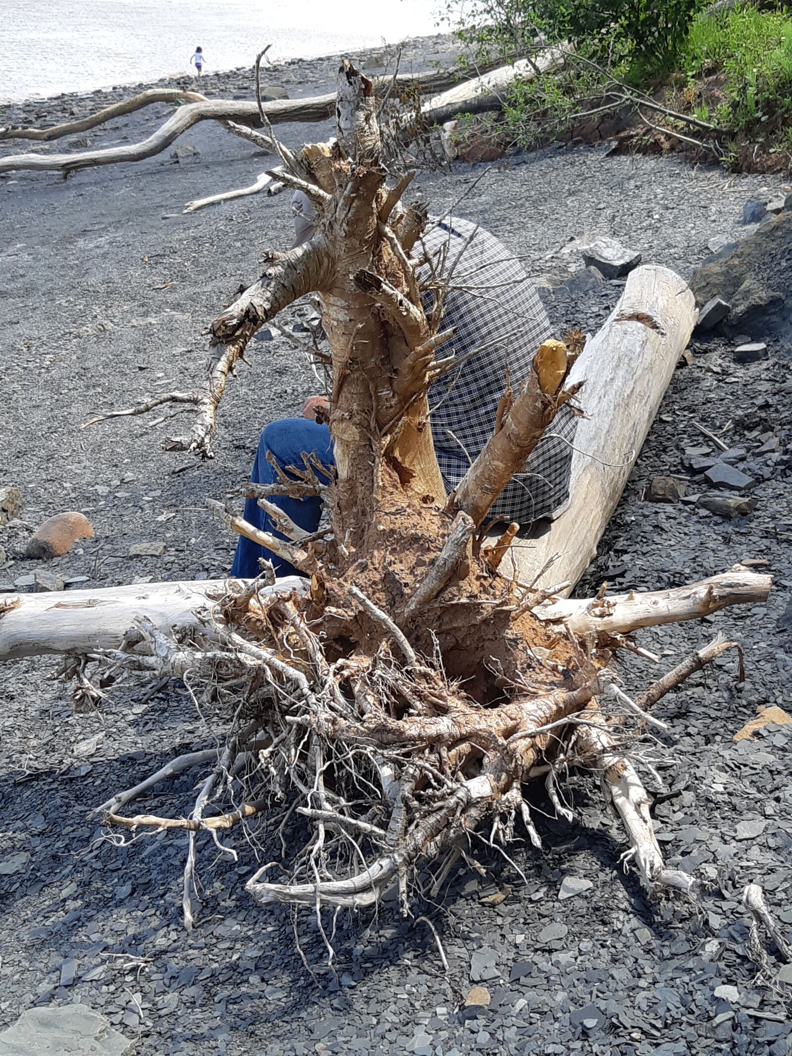 Samsung Galaxy A8(2018) sample photo. Driftwood, beach, nova scotia photography