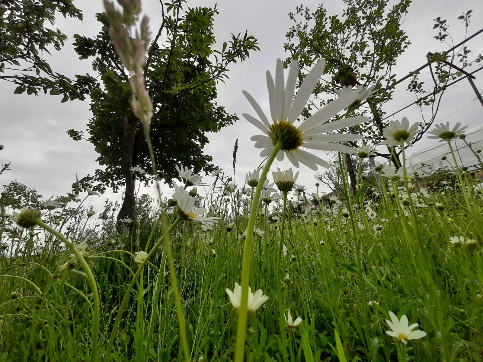 Samsung Galaxy A50 sample photo. Daisy, white, flowers photography