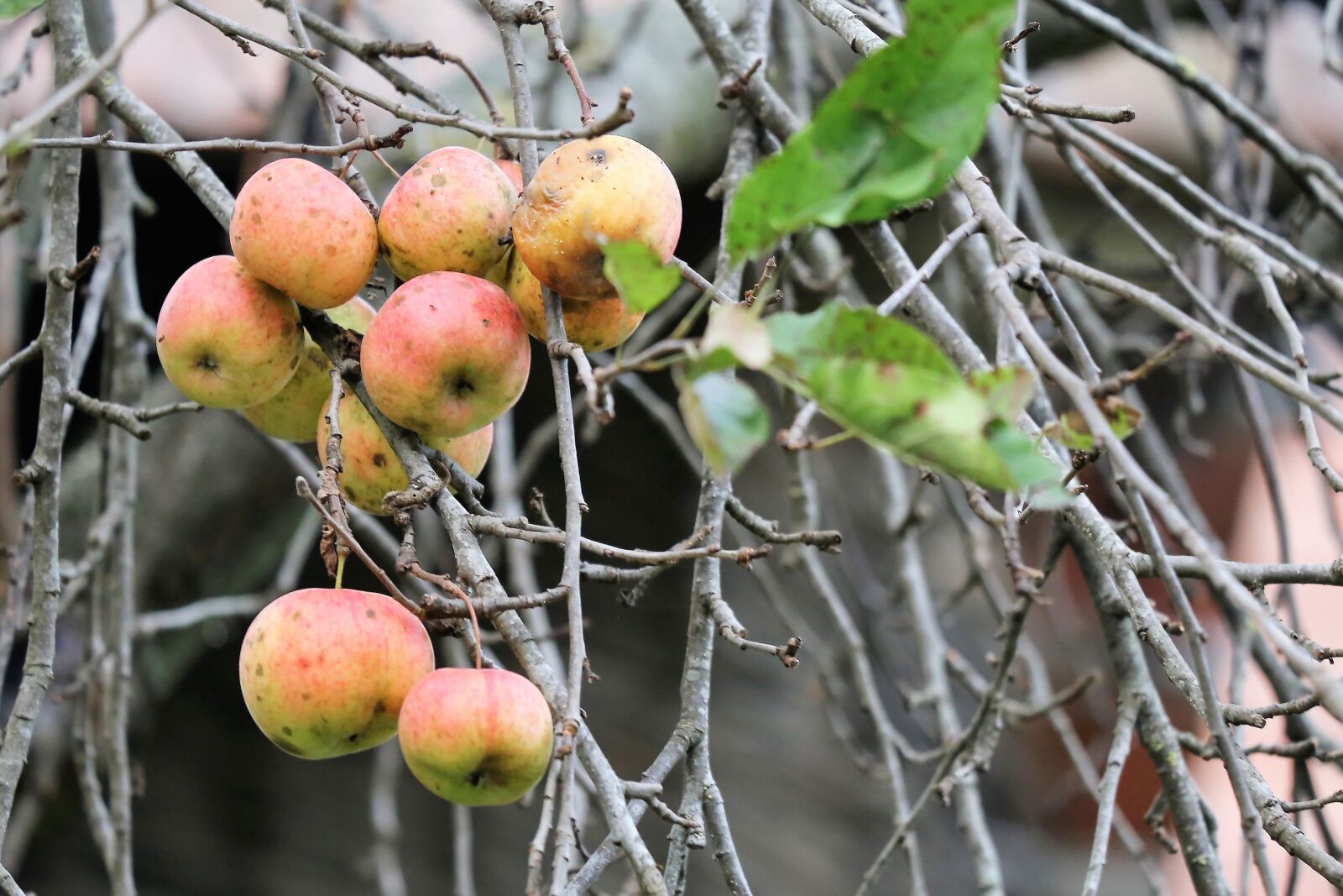 Canon EF 70-300 F4-5.6 IS II USM sample photo. Apples, tree, branches photography