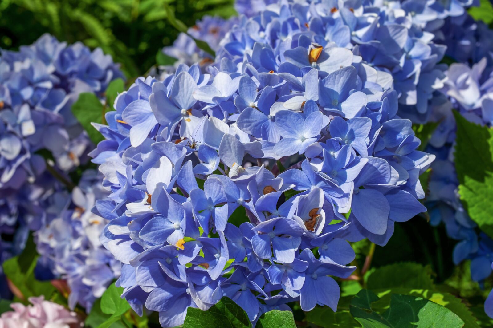 Fujifilm X-T10 + Fujifilm XF 35mm F1.4 R sample photo. Hydrangea, flower, hydrangea flower photography