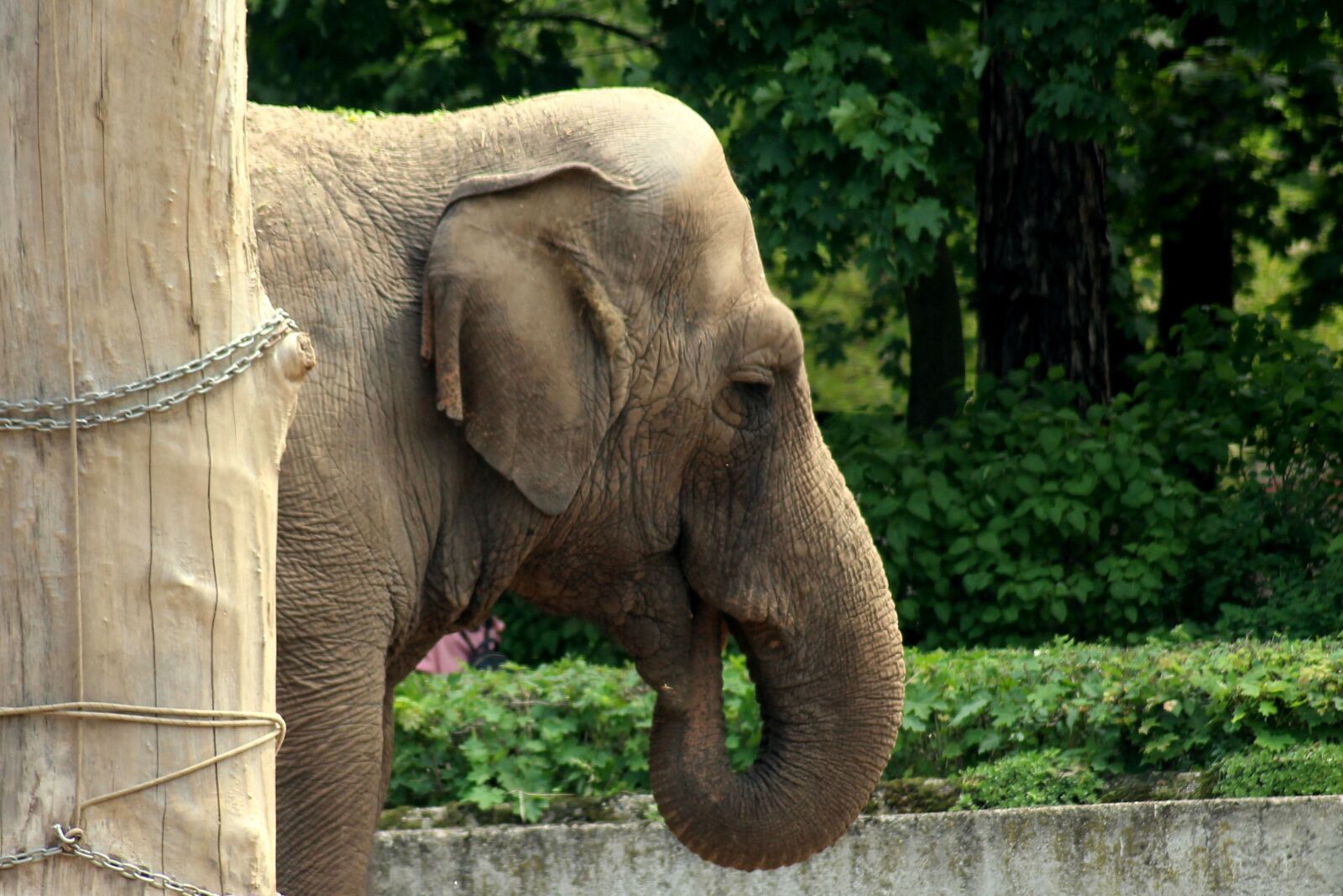 Canon EOS 1200D (EOS Rebel T5 / EOS Kiss X70 / EOS Hi) sample photo. Elephant, animal, old photography