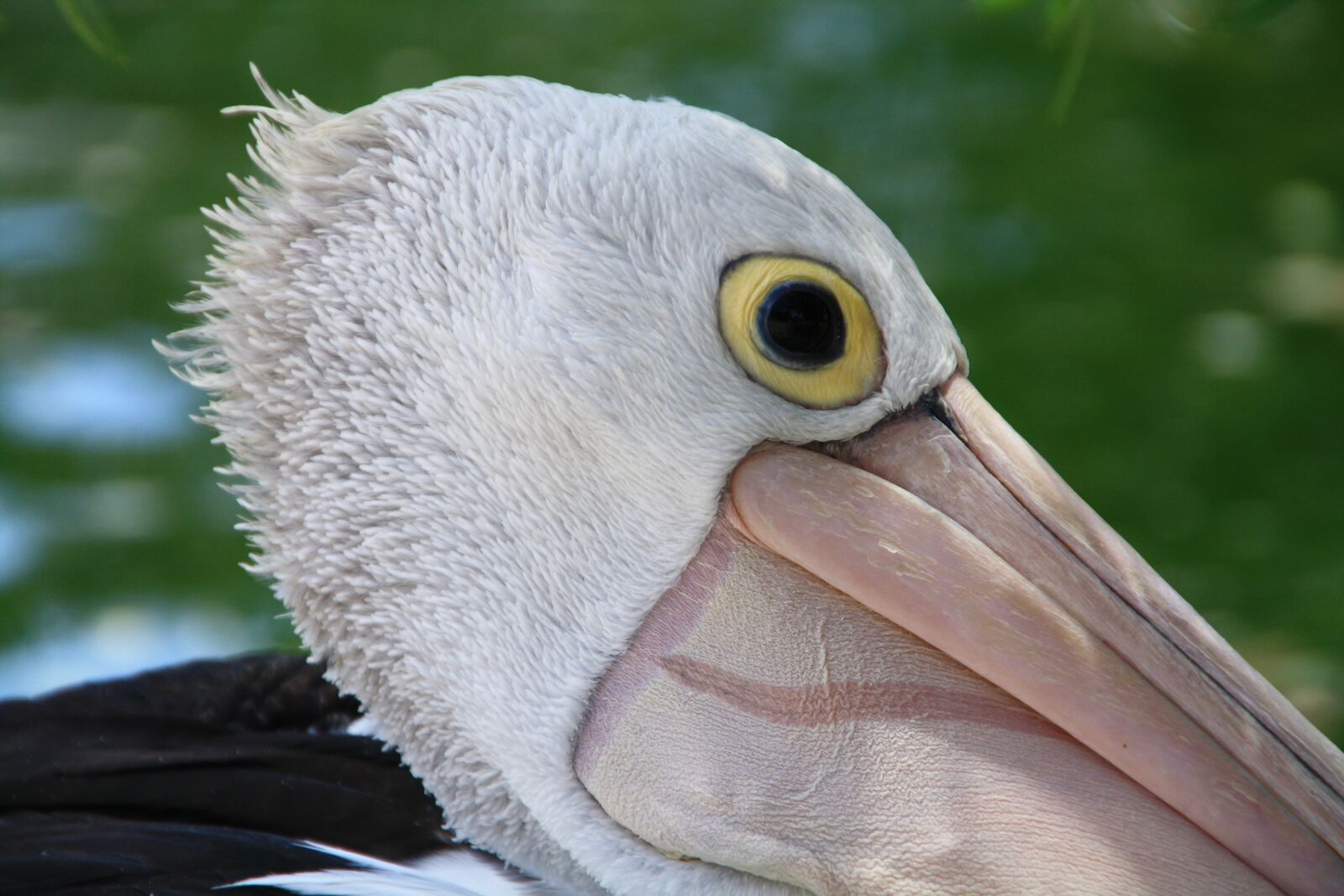 Canon EOS 1000D (EOS Digital Rebel XS / EOS Kiss F) sample photo. Pelican, western, australia photography