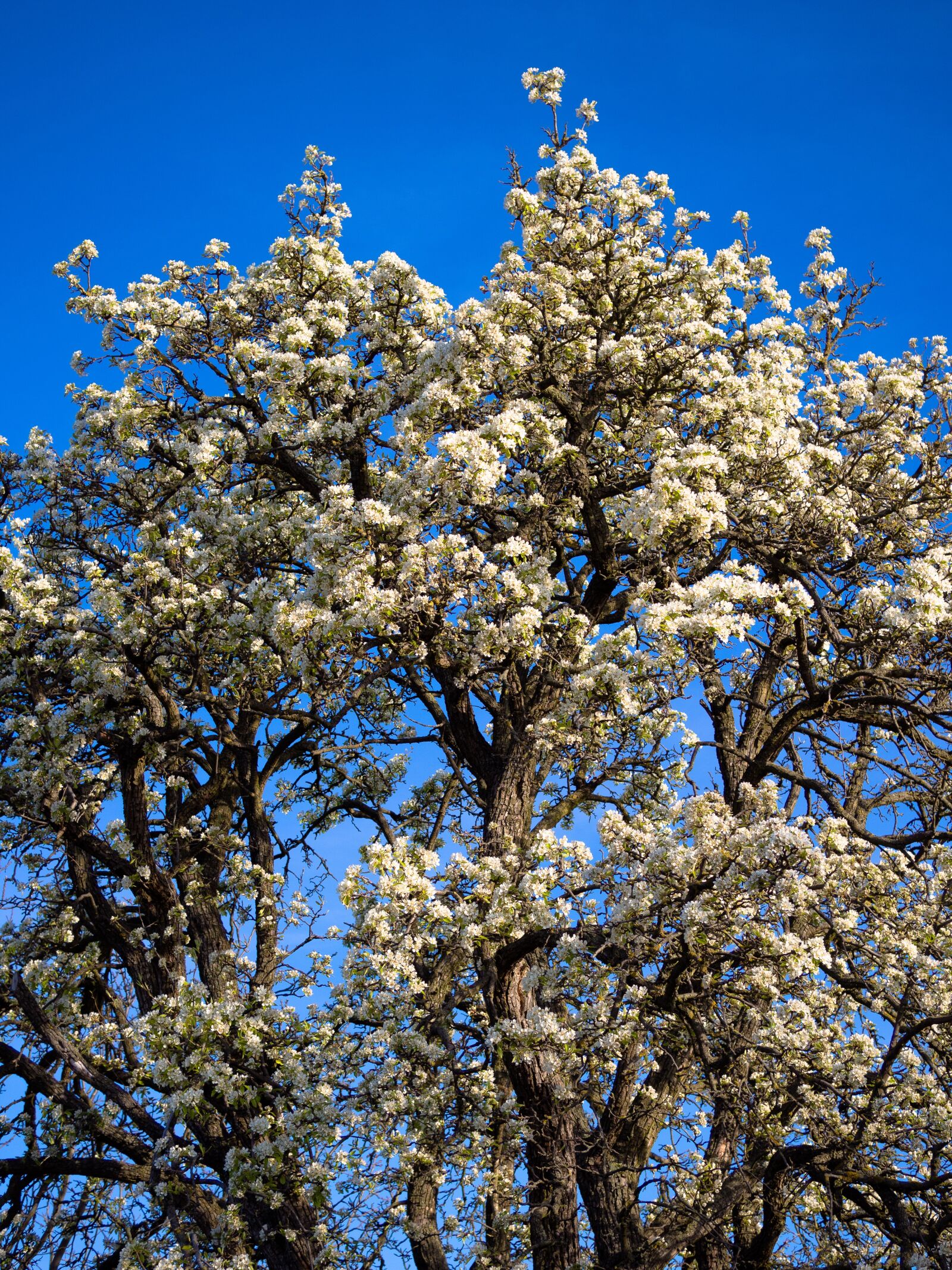 Panasonic Lumix G Macro 30mm F2.8 ASPH Mega OIS sample photo. Cherry blossom, cherry tree photography