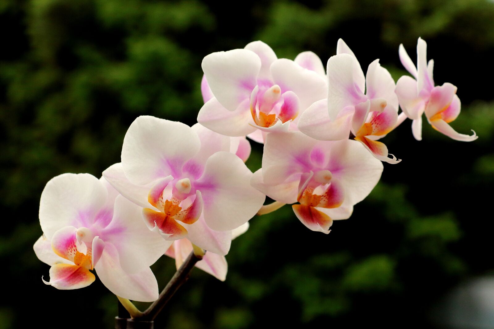 Canon EOS 700D (EOS Rebel T5i / EOS Kiss X7i) sample photo. Orchids, blossom, bloom photography