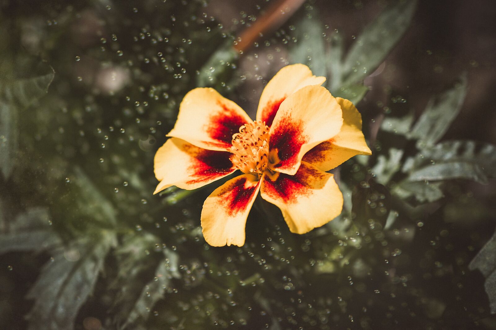 Nikon D7100 sample photo. Flower, blossom, bloom photography