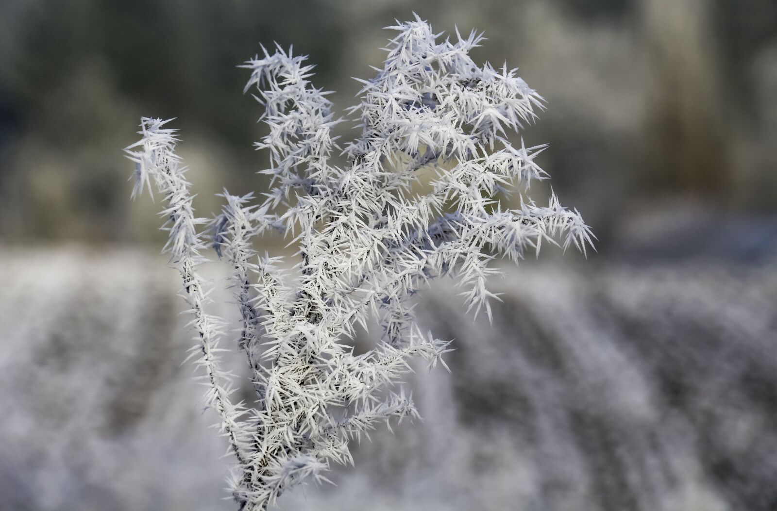 Canon EOS 700D (EOS Rebel T5i / EOS Kiss X7i) sample photo. Ripe, winter, ice photography
