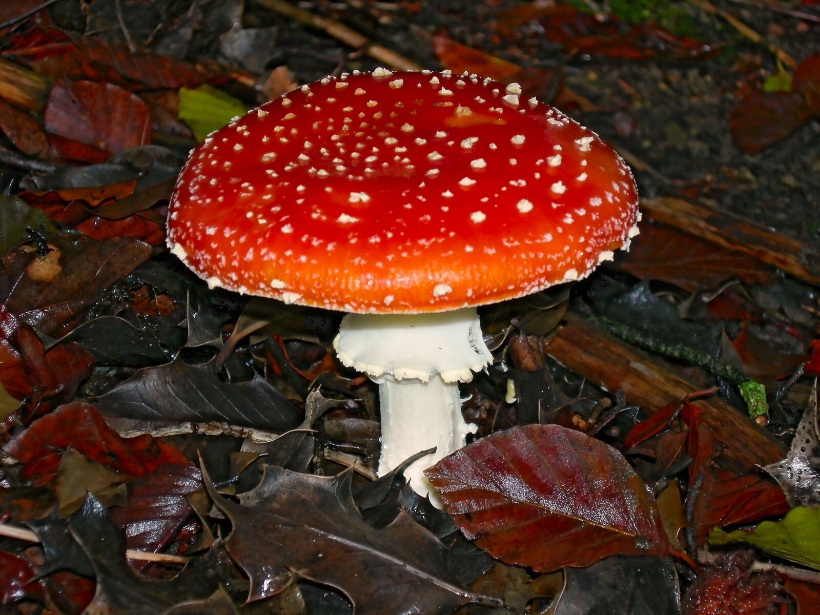 Nikon COOLPIX P2 sample photo. Fungus, mushrooms, nature photography