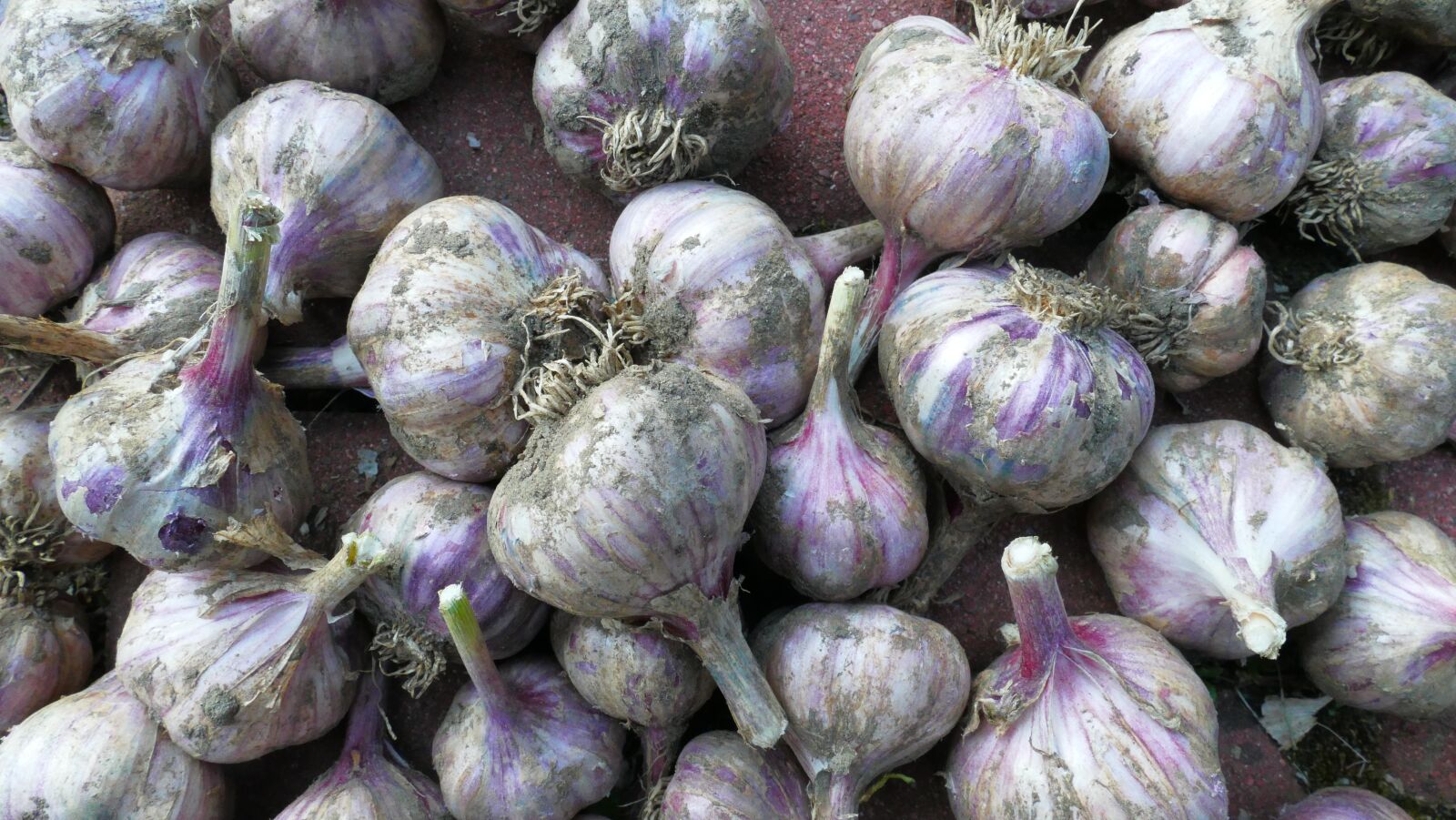 Panasonic Lumix DMC-FZ1000 sample photo. Garlic, garden, nature photography