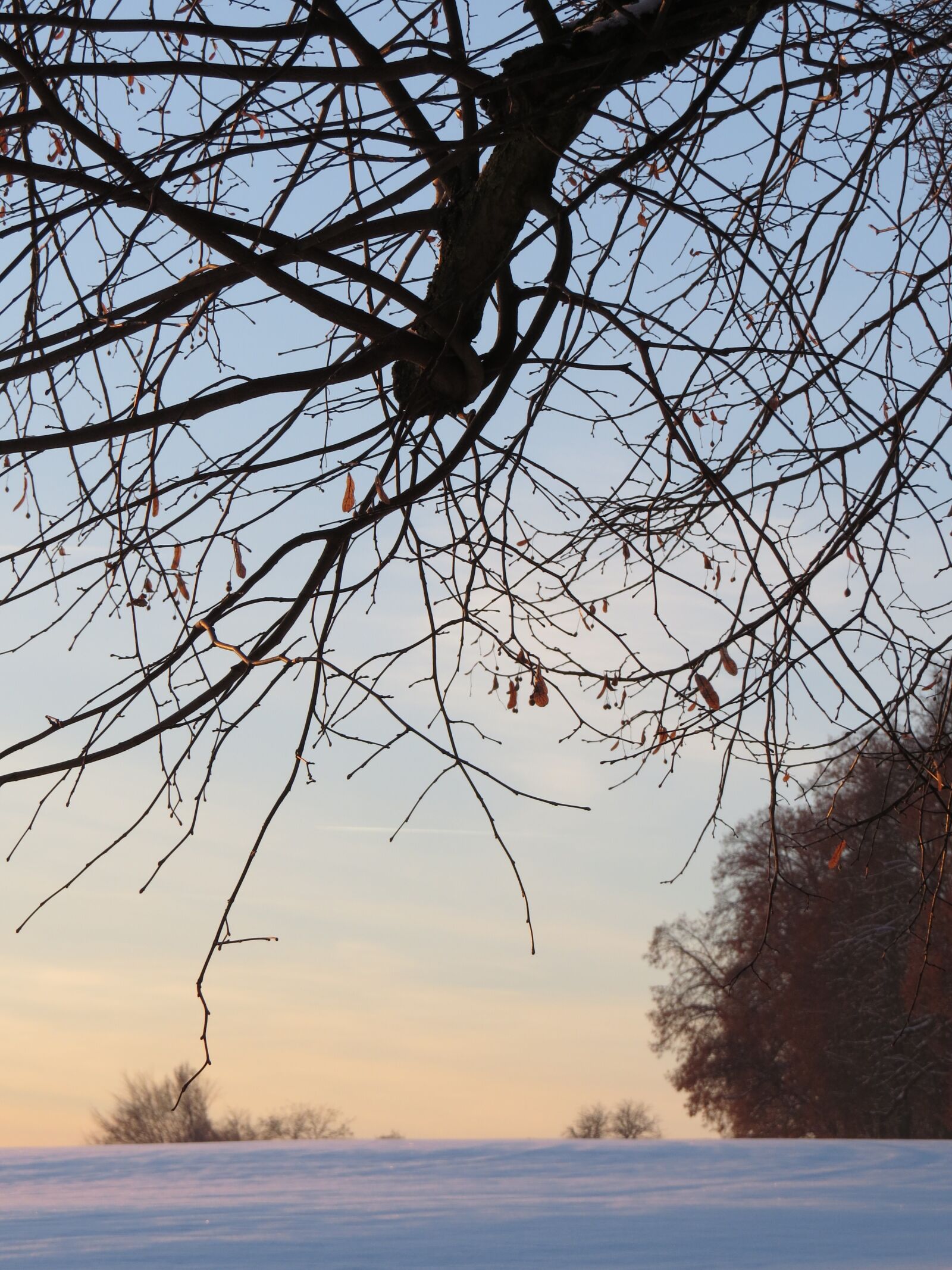 Canon PowerShot SX50 HS sample photo. Branch, tree, branches photography