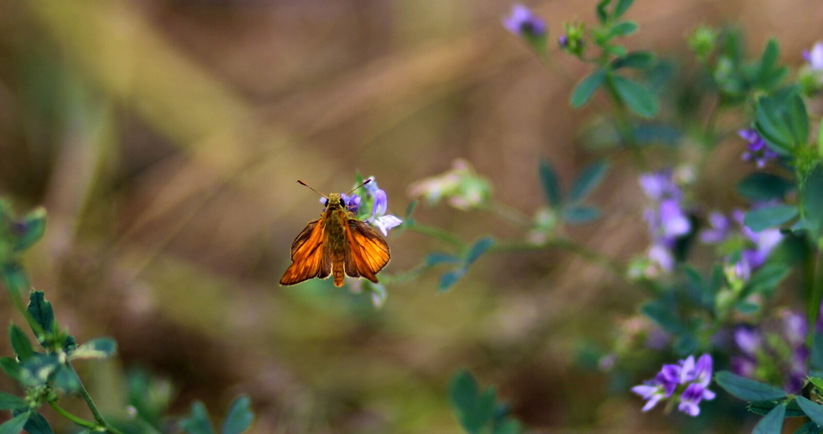 Canon EOS 700D (EOS Rebel T5i / EOS Kiss X7i) + Canon EF 85mm F1.8 USM sample photo. Butterfly, red, flower photography