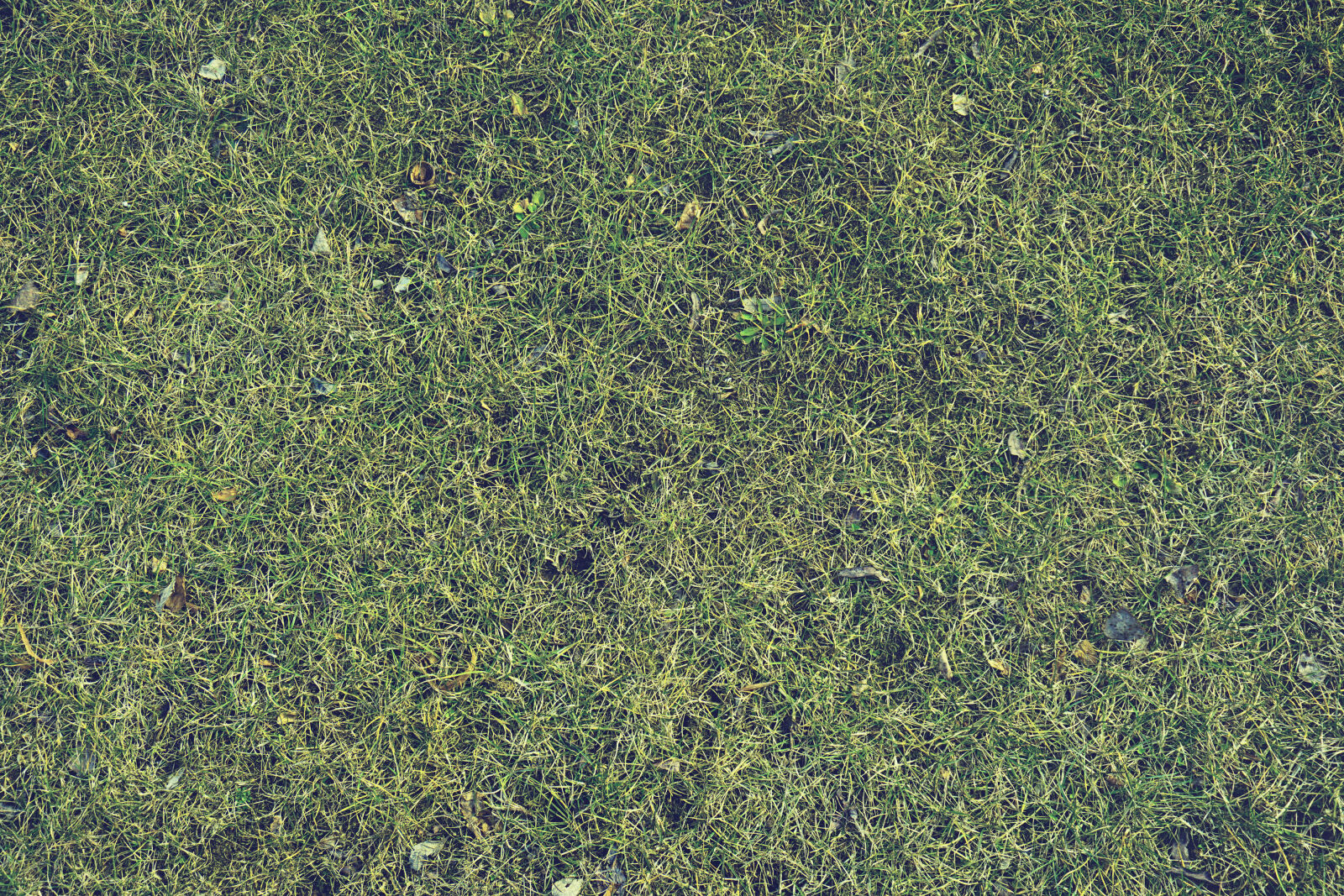 Sony a6000 sample photo. Grass, nature, texture photography