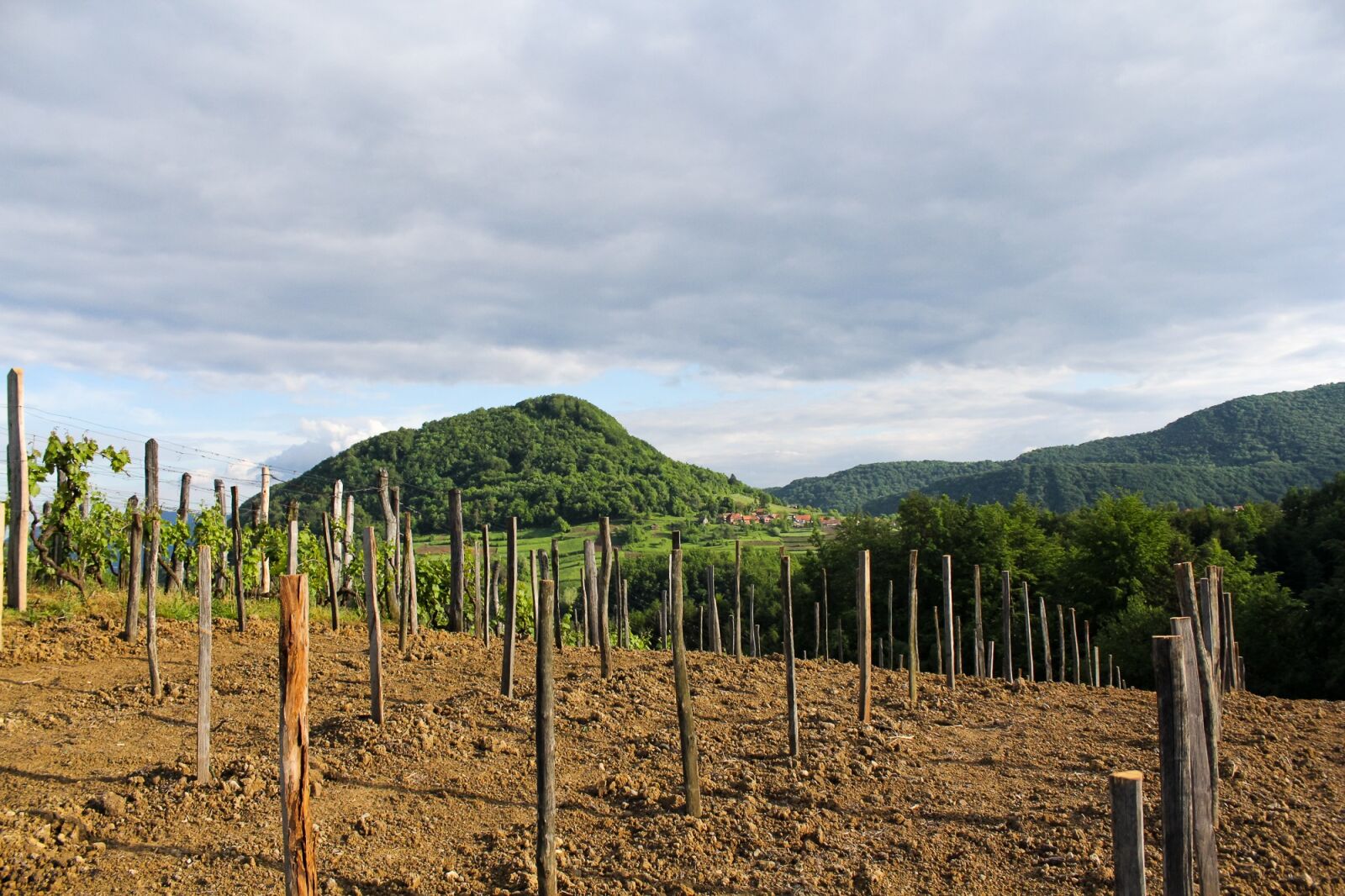 Canon EOS 60D sample photo. Priroda, nature, vinograd photography