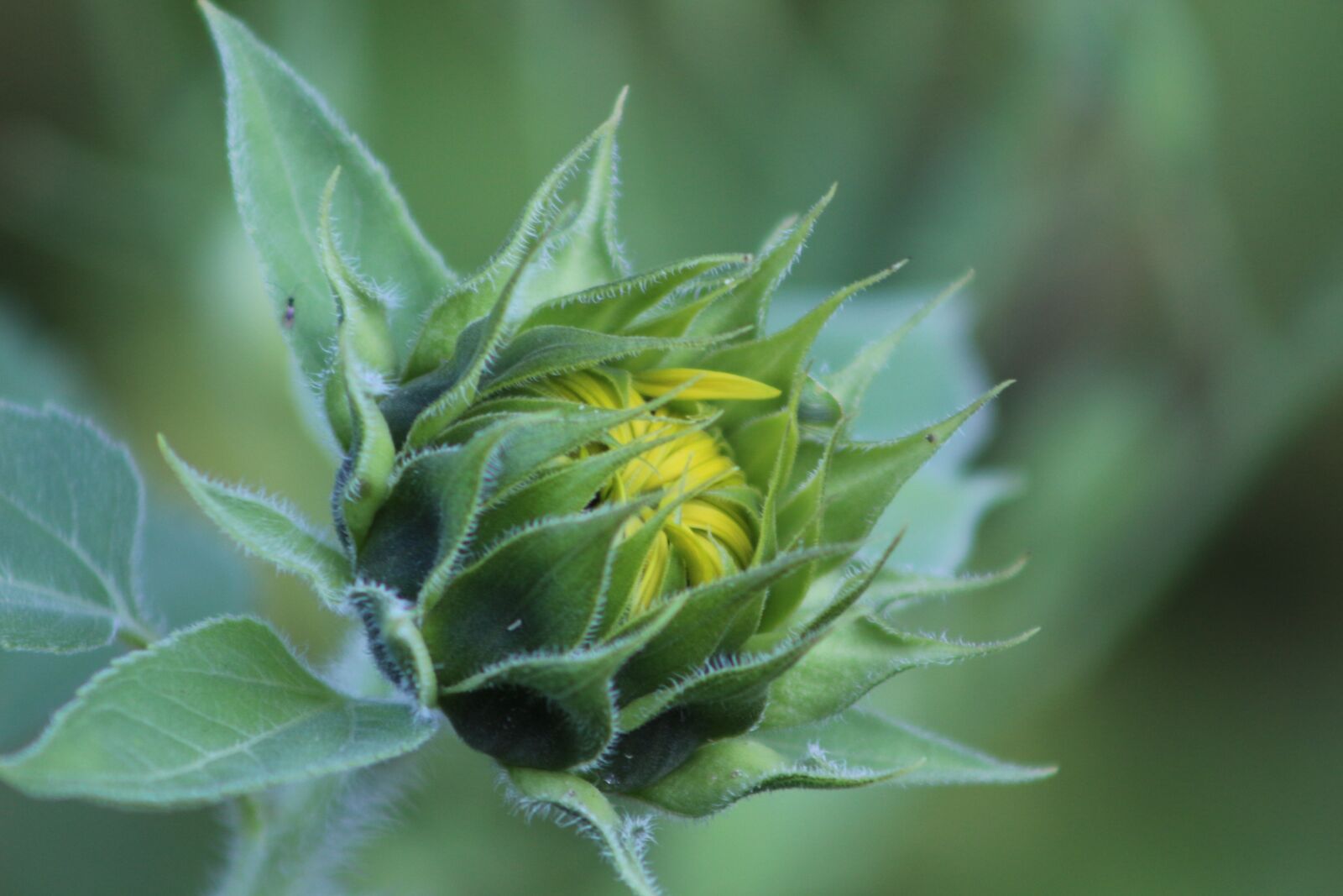 Canon EF75-300mm f/4-5.6 sample photo. Flower, nature, blossom photography