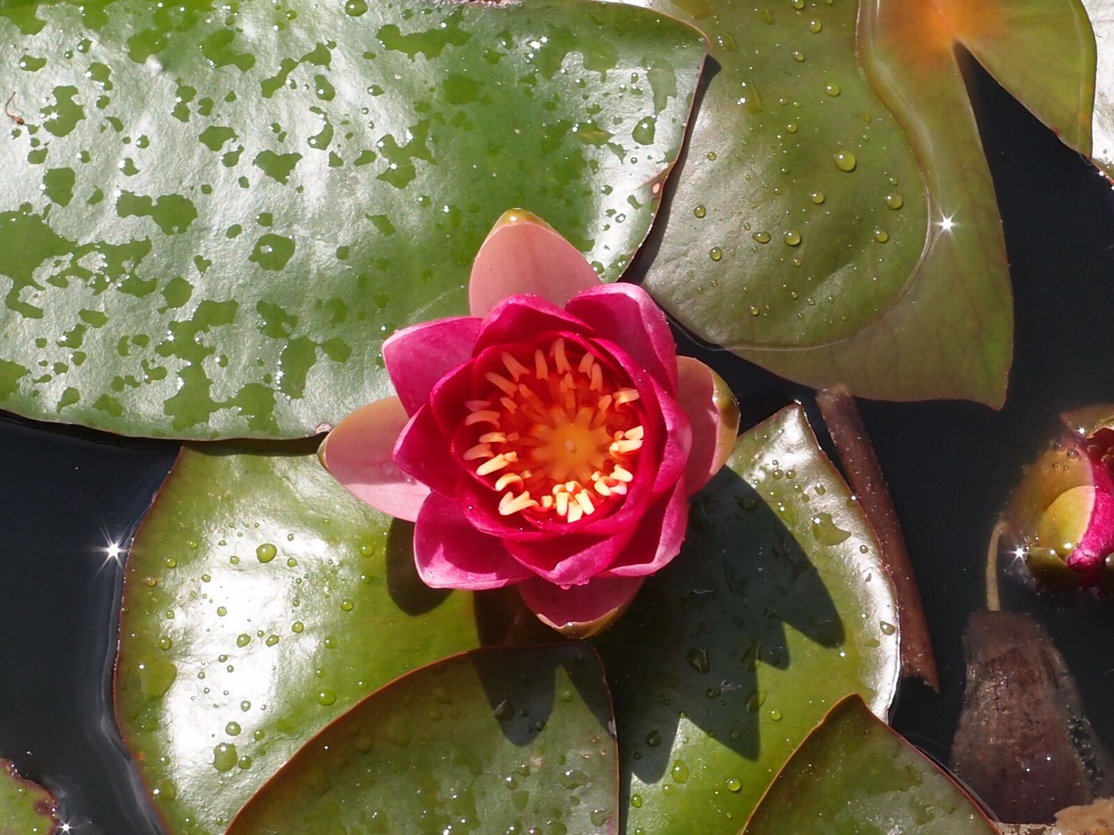 Olympus XZ-1 sample photo. Water lily, lily, pond photography